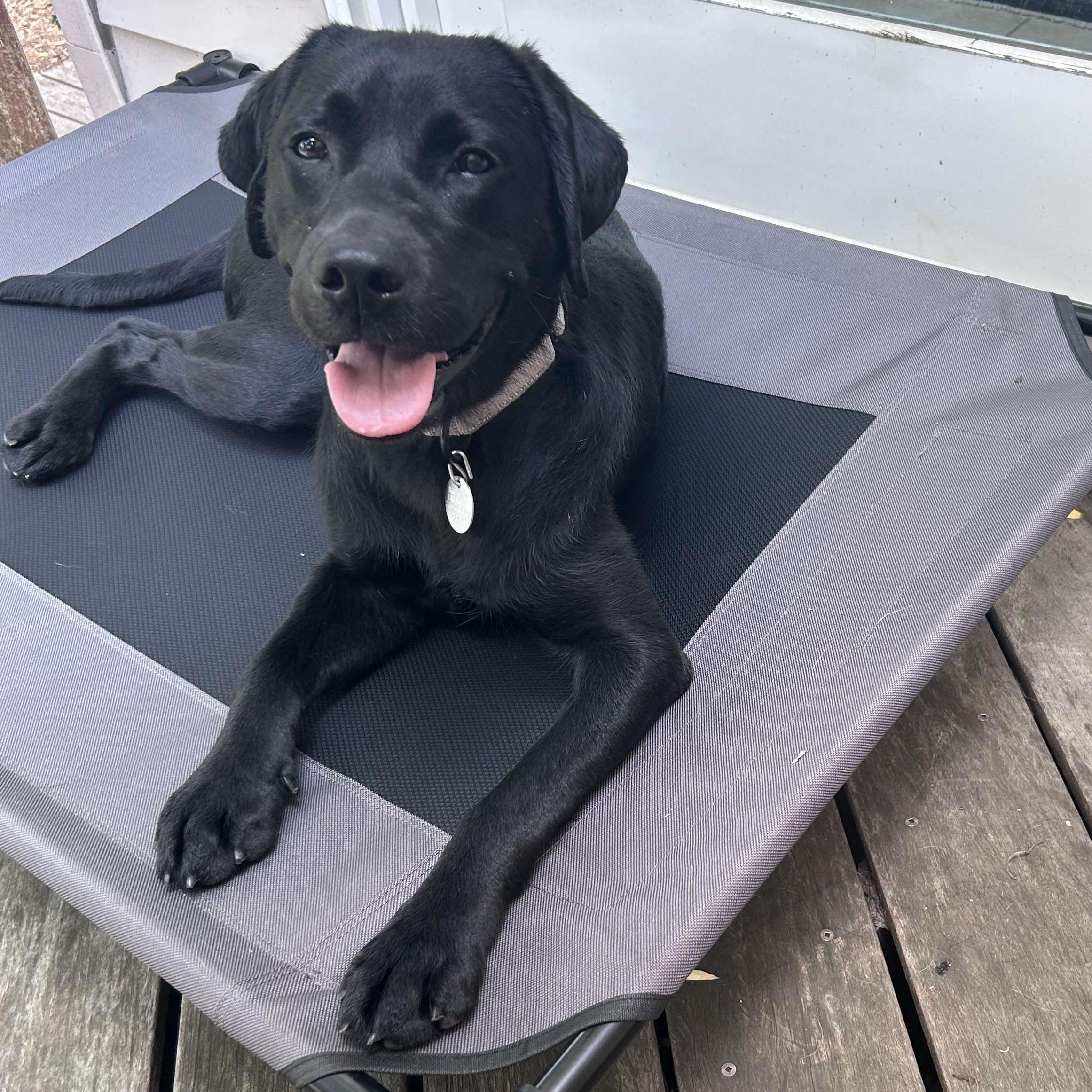 Enlarge Cuddle Monster, a Adopted Labrador Retriever in Warrington, PA image 1/6