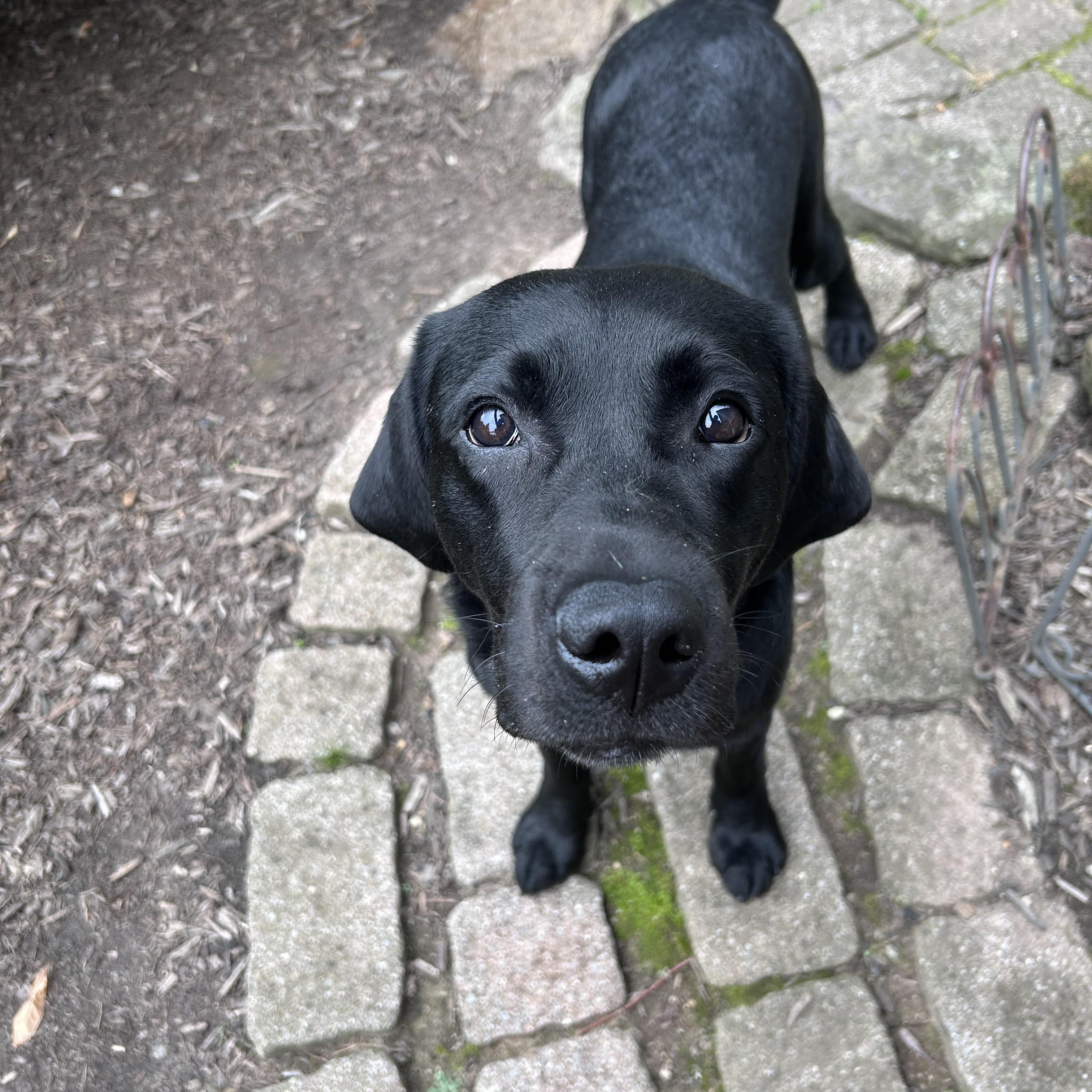 Enlarge Cuddle Monster, a Adopted Labrador Retriever in Warrington, PA image 5/6