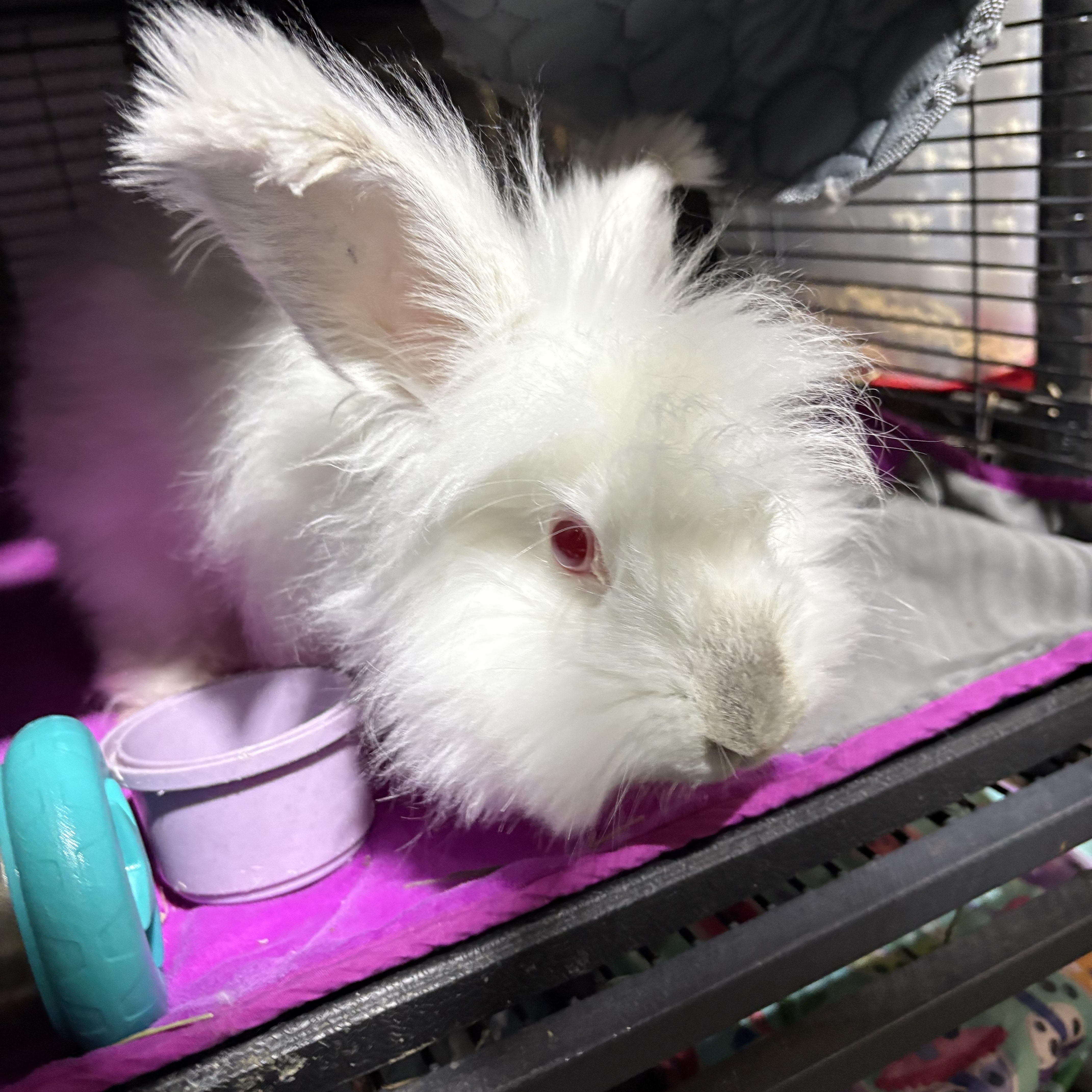 Ivory , a ADOPTABLE mixed breed in Howell, NJ image 2/3