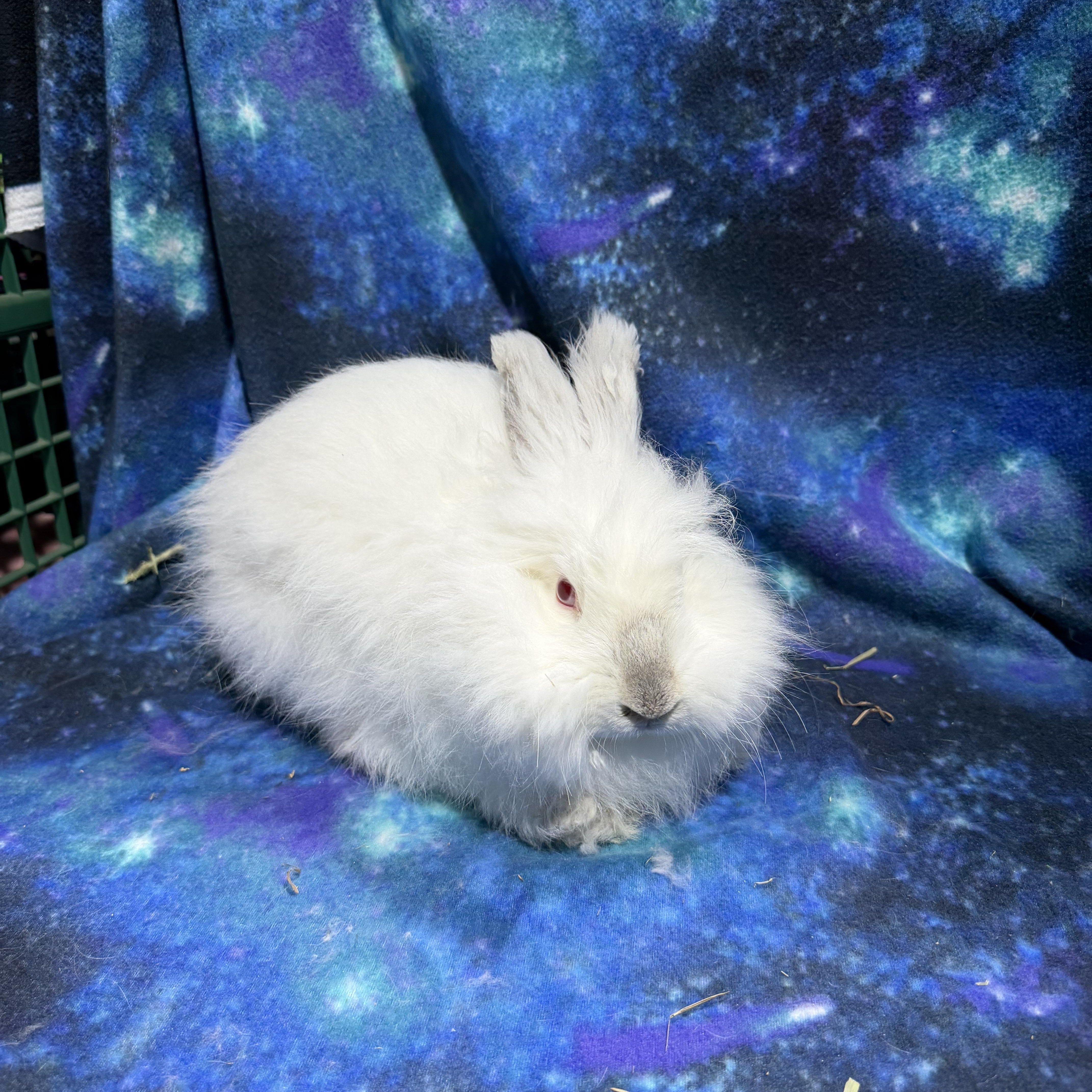 Ivory , ADOPTABLE, Senior Female Angora Rabbit.