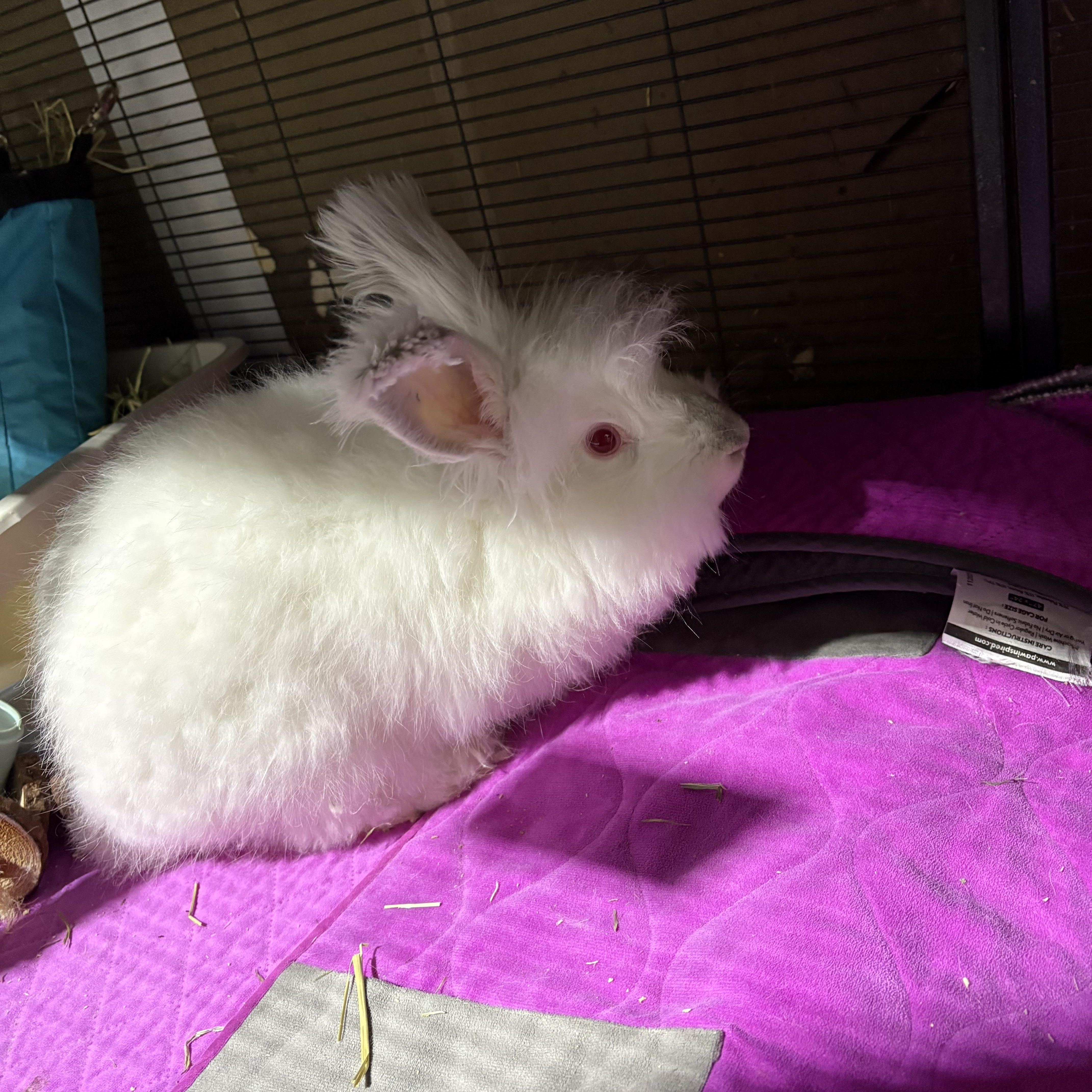 Ivory , a ADOPTABLE mixed breed in Howell, NJ image 3/3