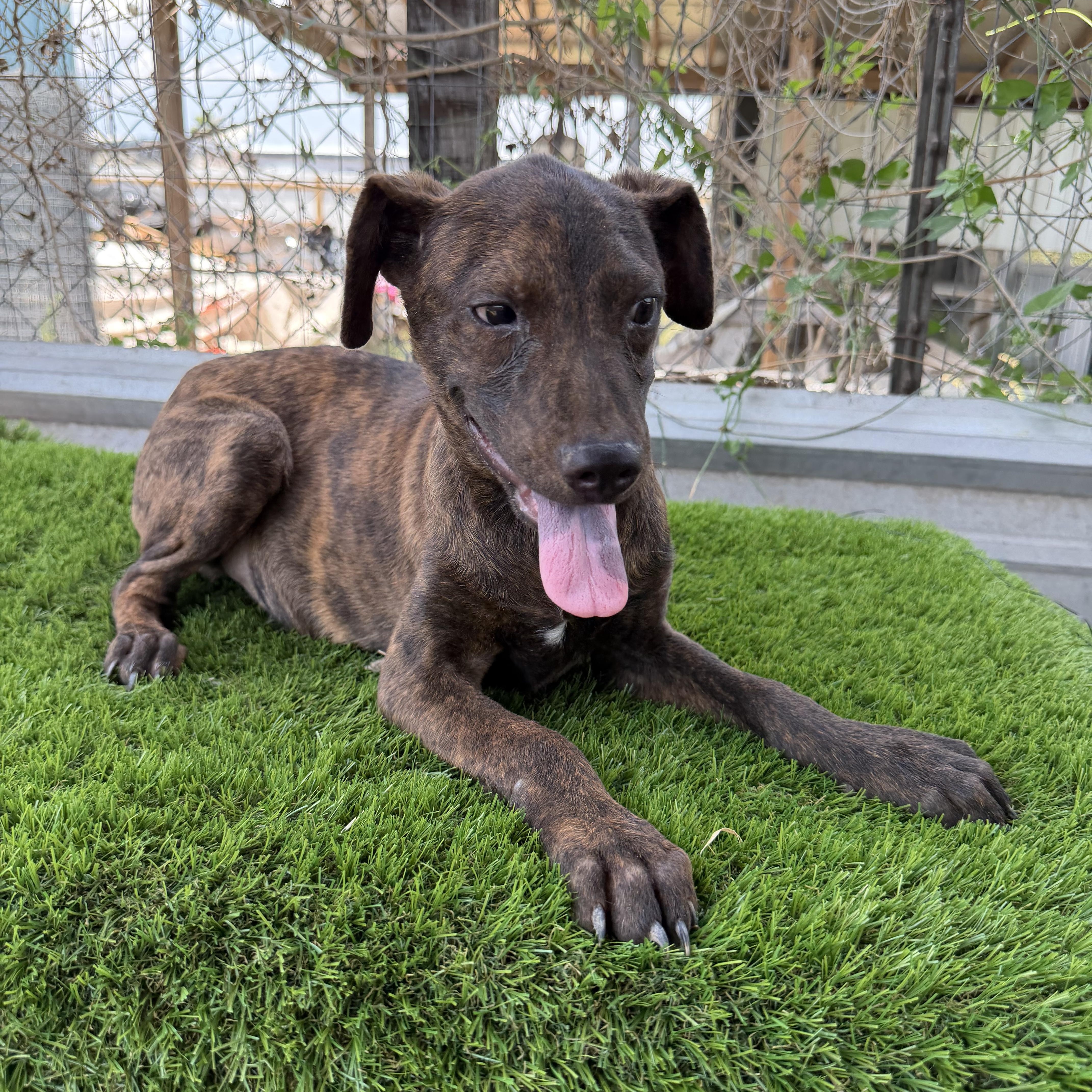 Wyatt, Adoptable, Puppy Male Plott Hound & Labrador Retriever.