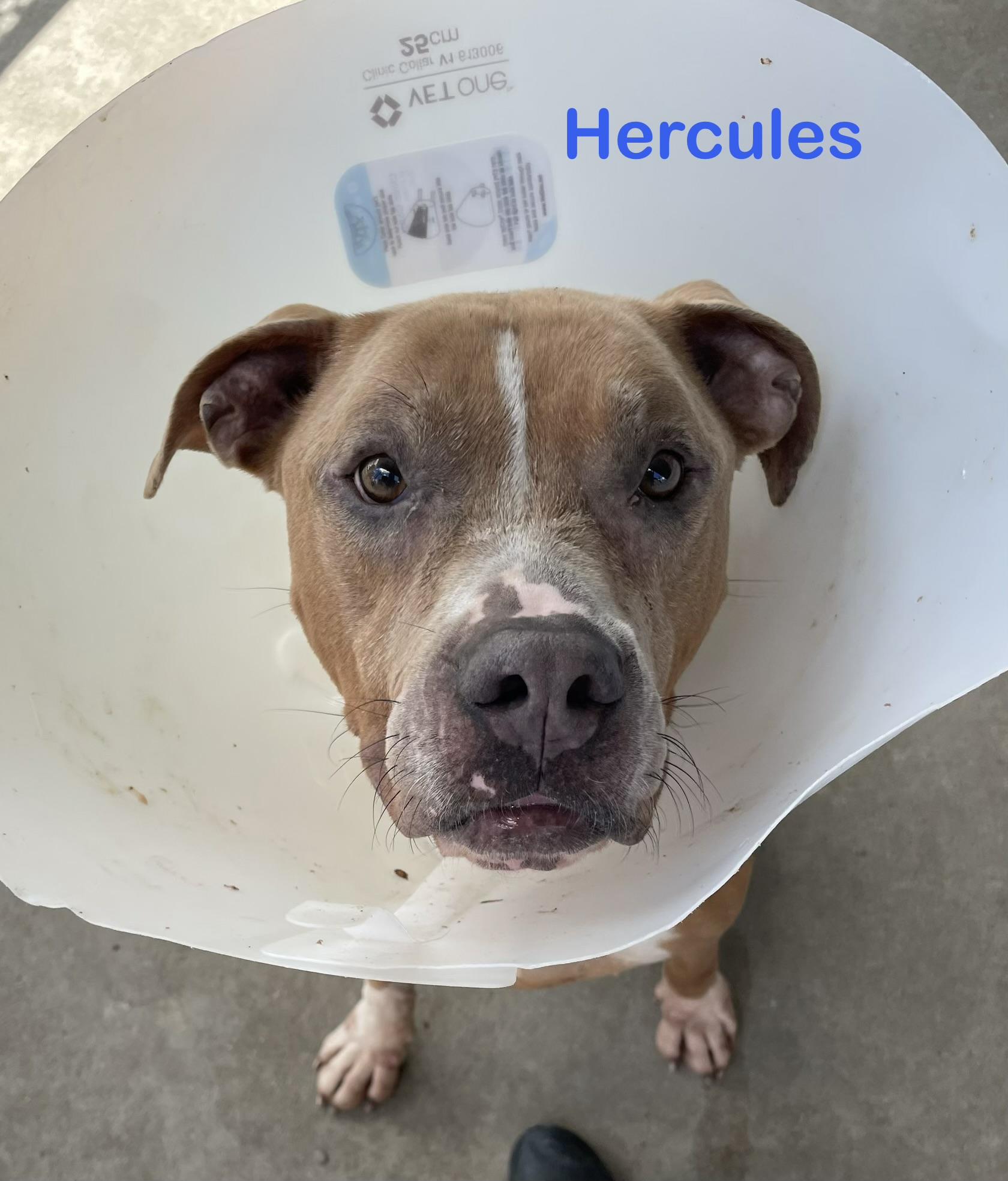 Hercules AVAILABLE, a ADOPTABLE Pit Bull Terrier in Canton, OH image 6/6