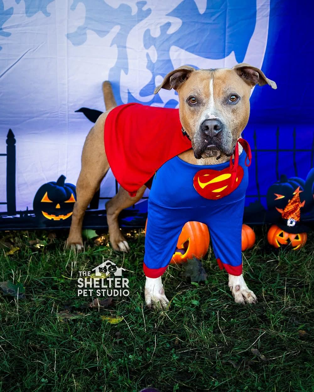 Enlarge Hercules ADOPTED, a Adopted Pit Bull Terrier in Canton, OH image 1/6