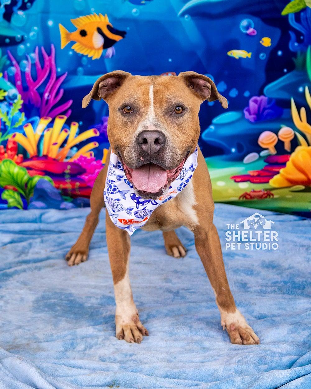 Hercules AVAILABLE, ADOPTABLE, Adult Male Pit Bull Terrier.