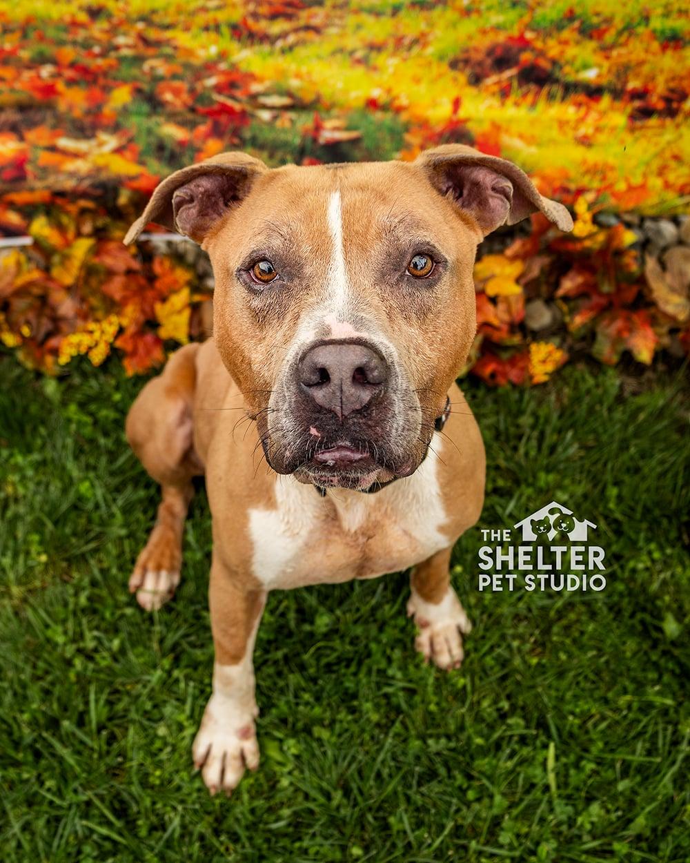 Enlarge Hercules ADOPTED, a Adopted Pit Bull Terrier in Canton, OH image 2/6