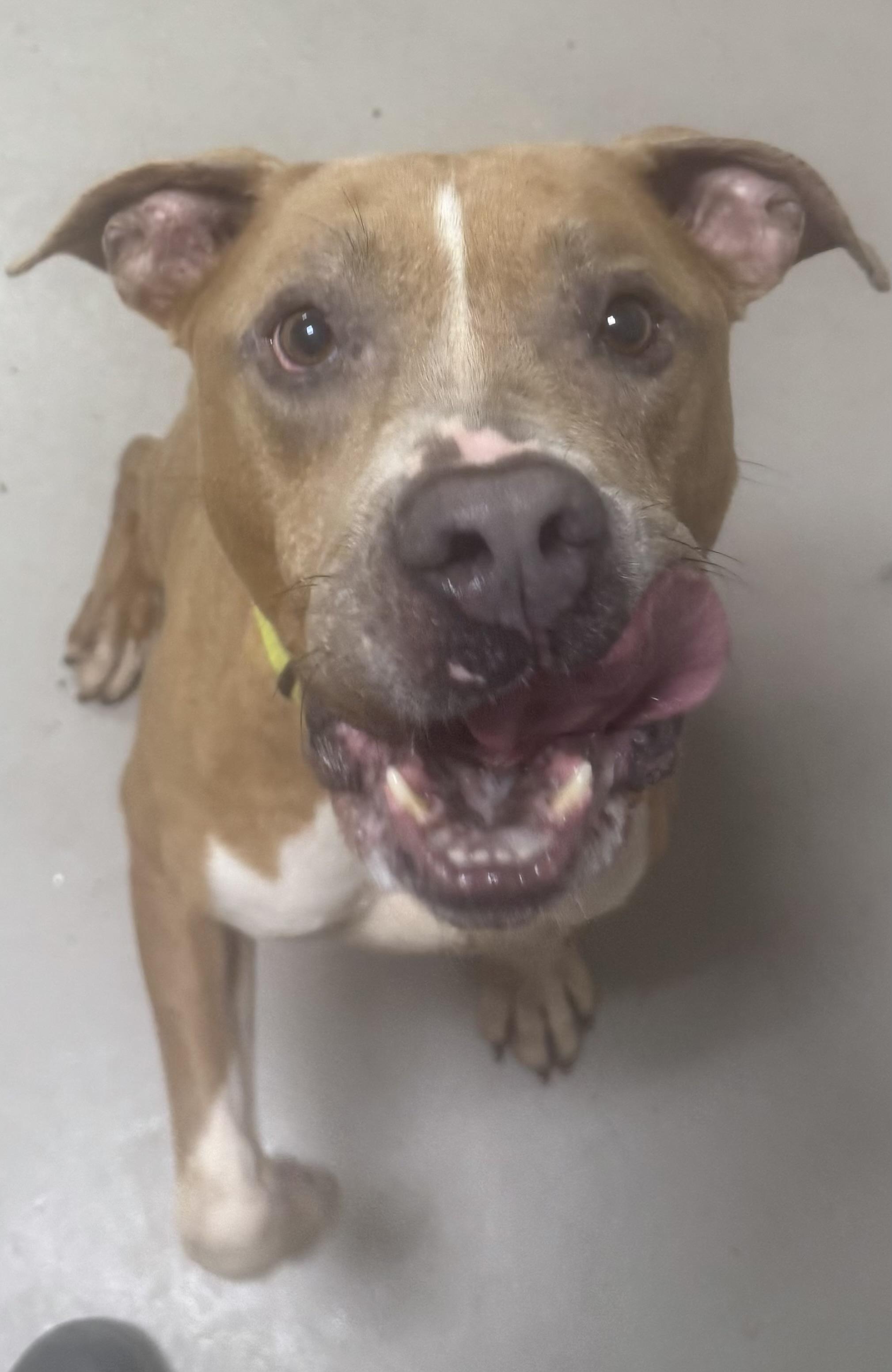 Hercules AVAILABLE, a ADOPTABLE Pit Bull Terrier in Canton, OH image 2/6