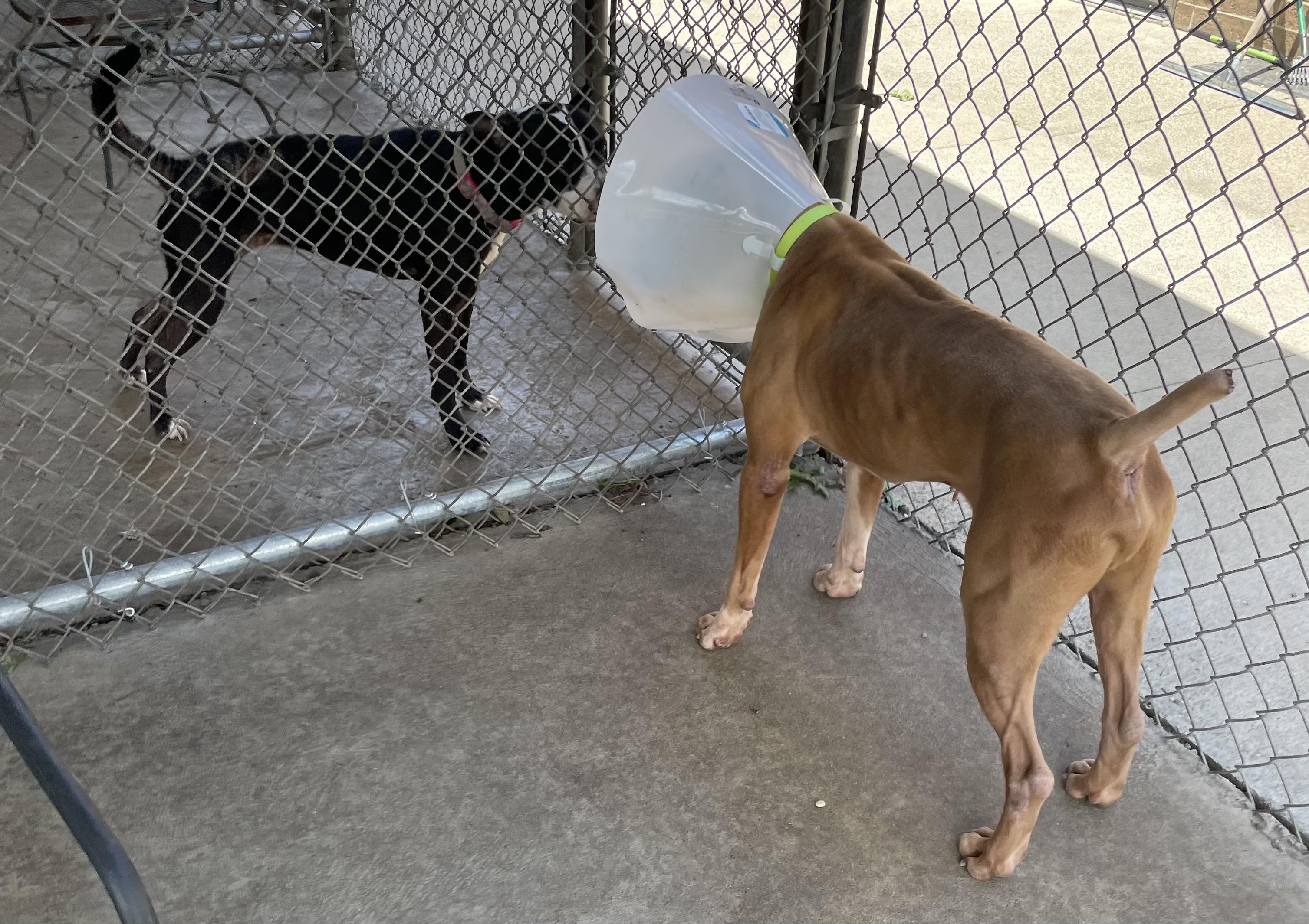 Hercules AVAILABLE, a ADOPTABLE Pit Bull Terrier in Canton, OH image 5/6