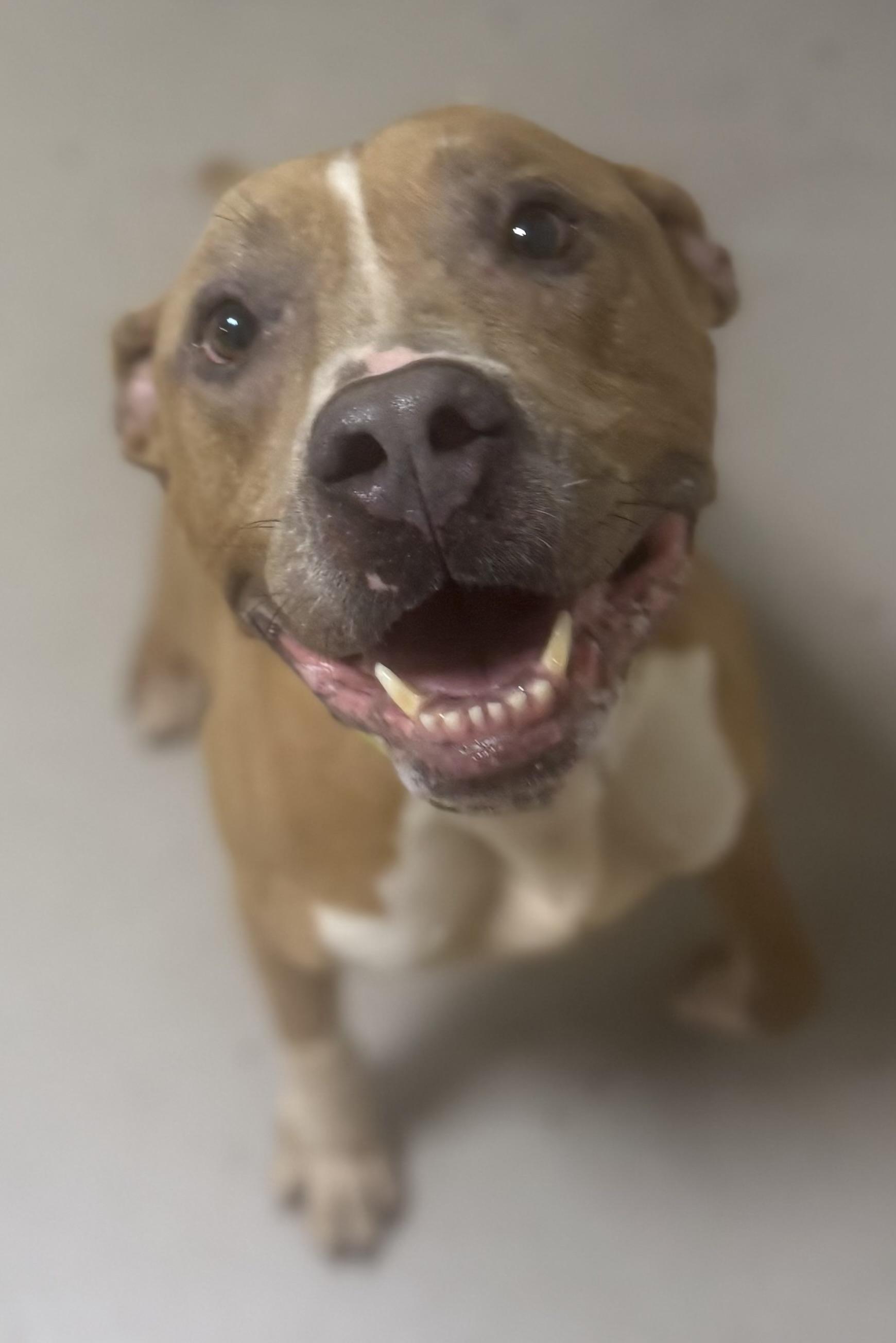 Hercules AVAILABLE, a ADOPTABLE Pit Bull Terrier in Canton, OH image 3/6