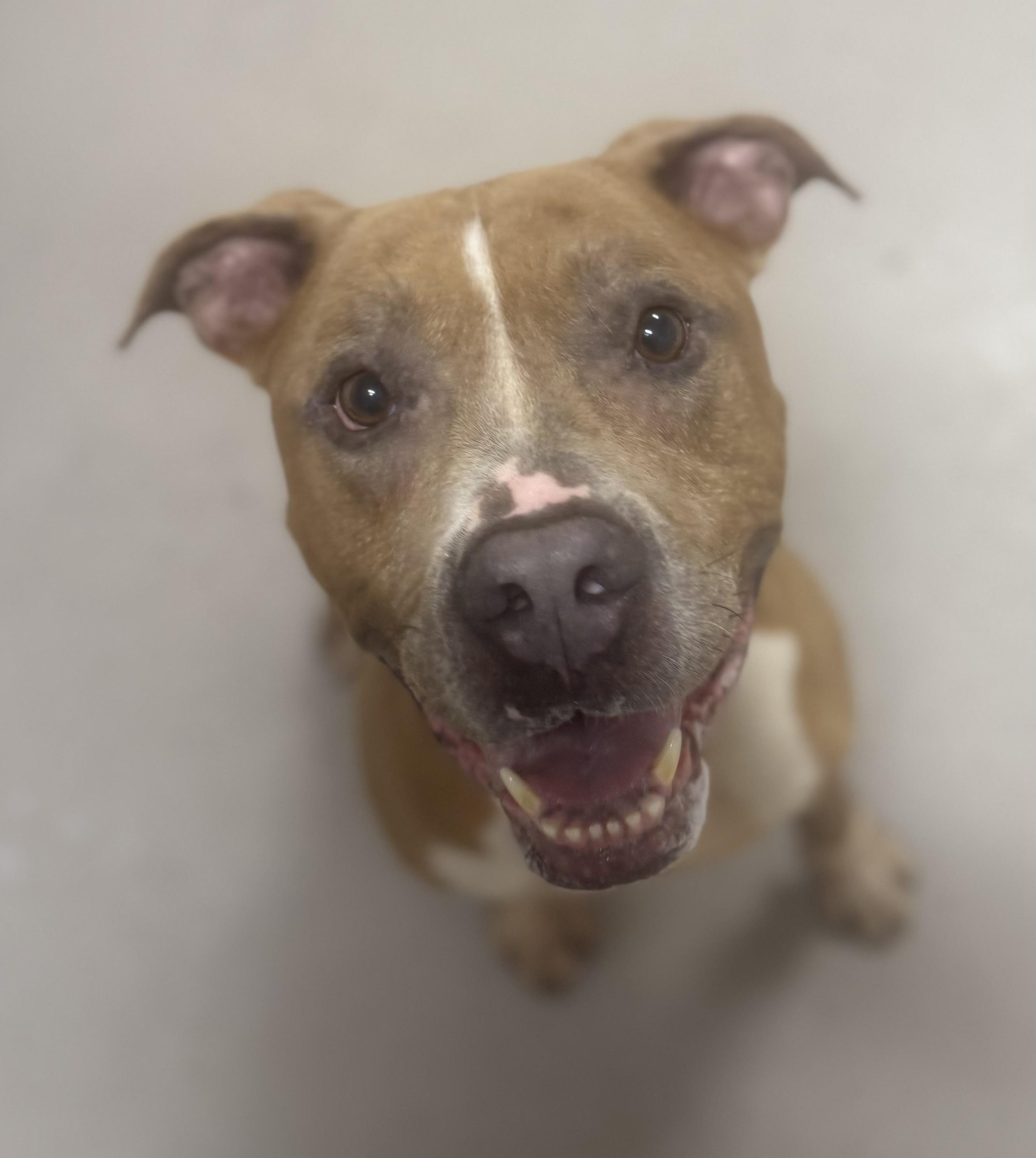 Hercules AVAILABLE, a ADOPTABLE Pit Bull Terrier in Canton, OH image 4/6