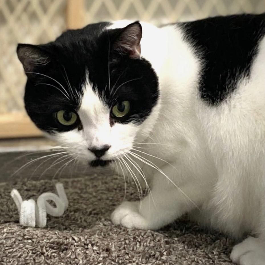 Gronk, Adoptable, Adult Male Domestic Short Hair.