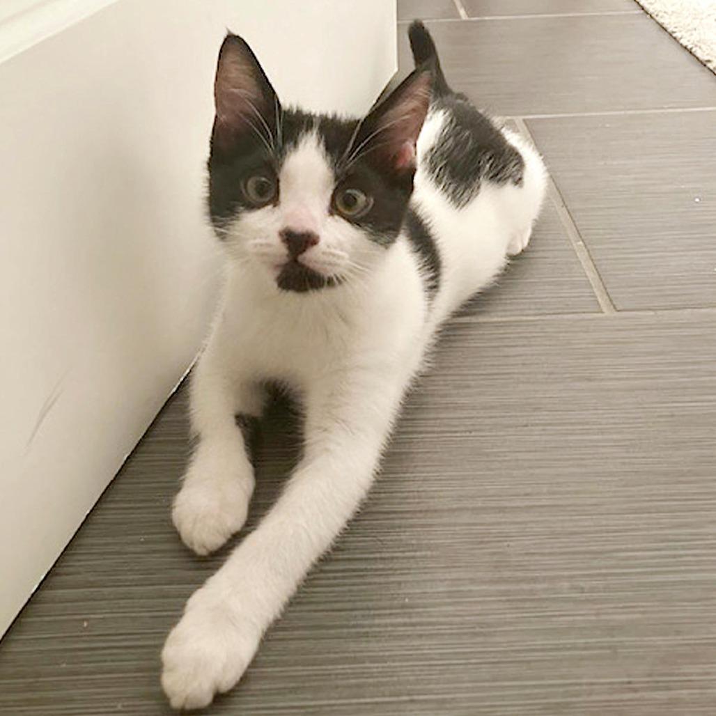 Enlarge Gronk, a Adoptable Domestic Short Hair in Springfield, OR image 2/4