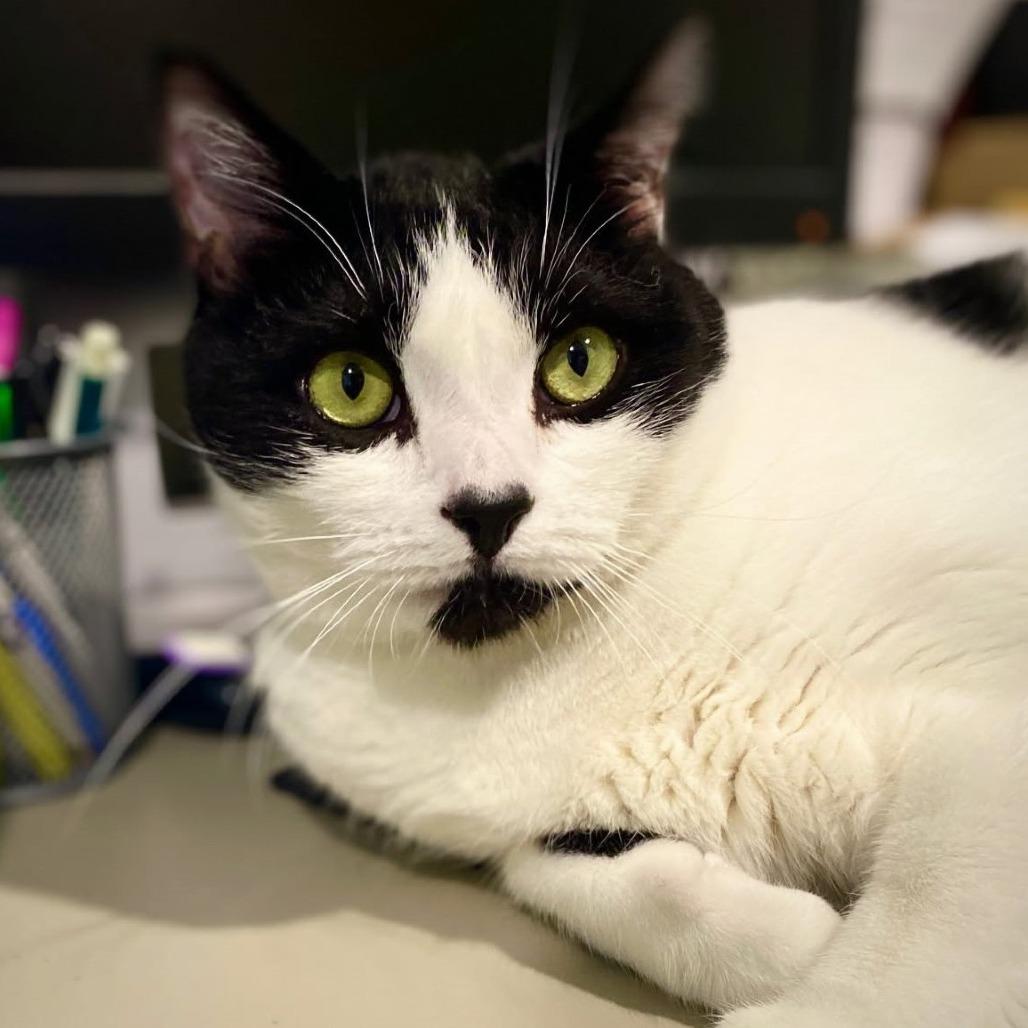 Enlarge Gronk, a Adoptable Domestic Short Hair in Springfield, OR image 3/4