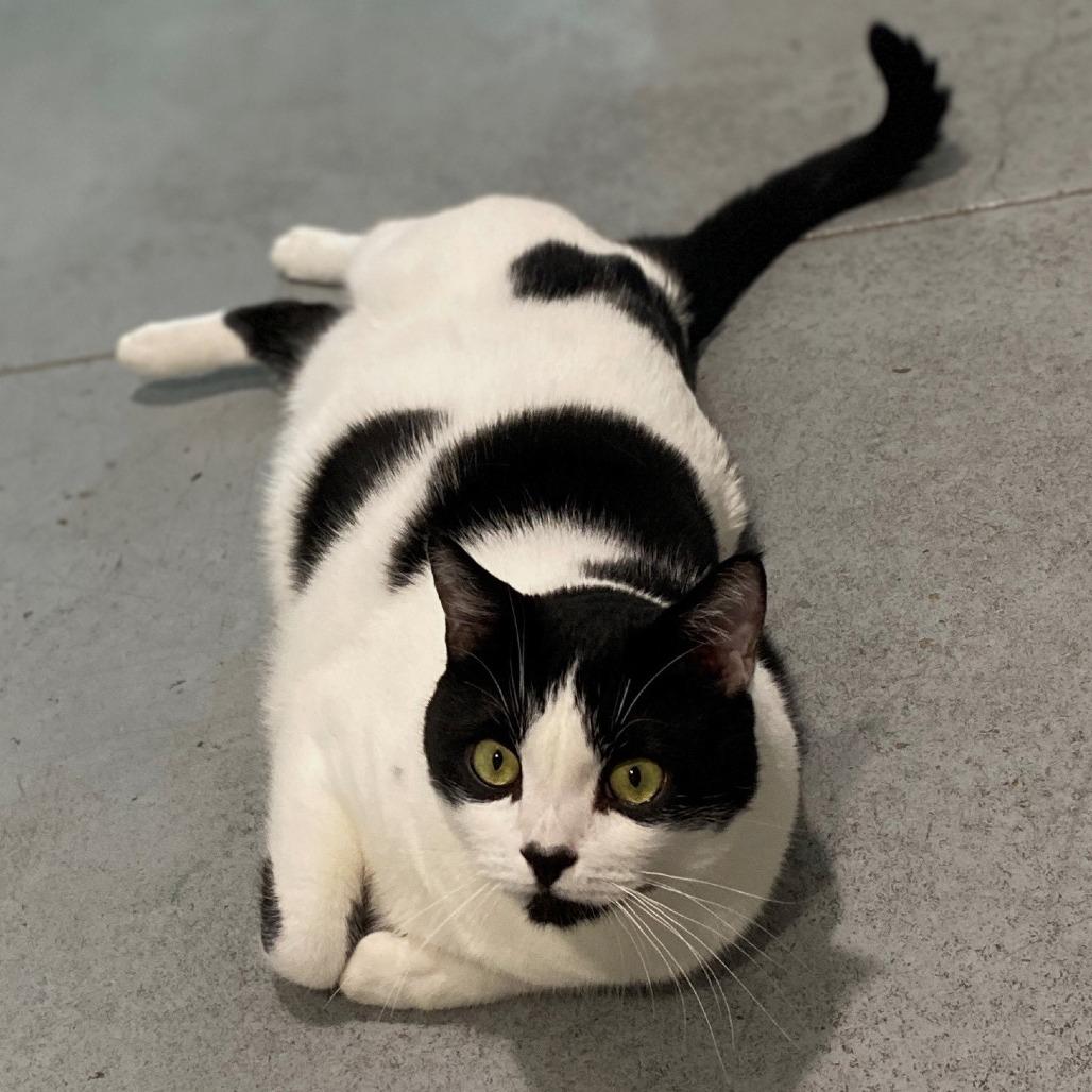 Enlarge Gronk, a Adoptable Domestic Short Hair in Springfield, OR image 4/4