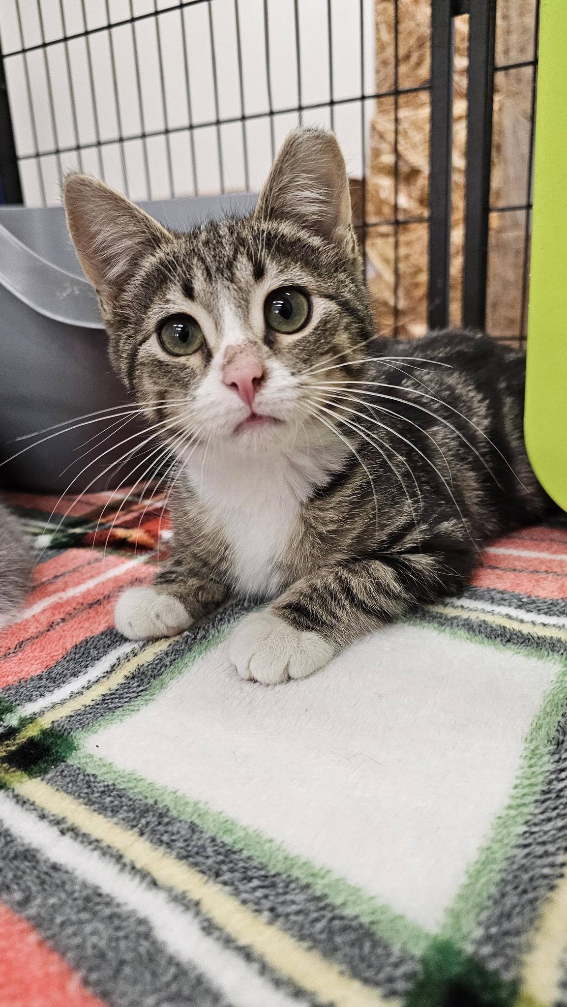 Enlarge Alden, an adopted Domestic Short Hair in Cleveland, OH image 1/6