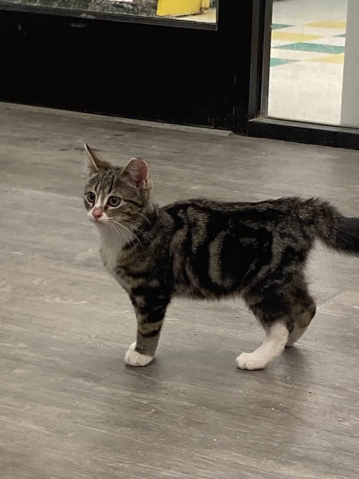 Enlarge Alden, an adopted Domestic Short Hair in Cleveland, OH image 2/6