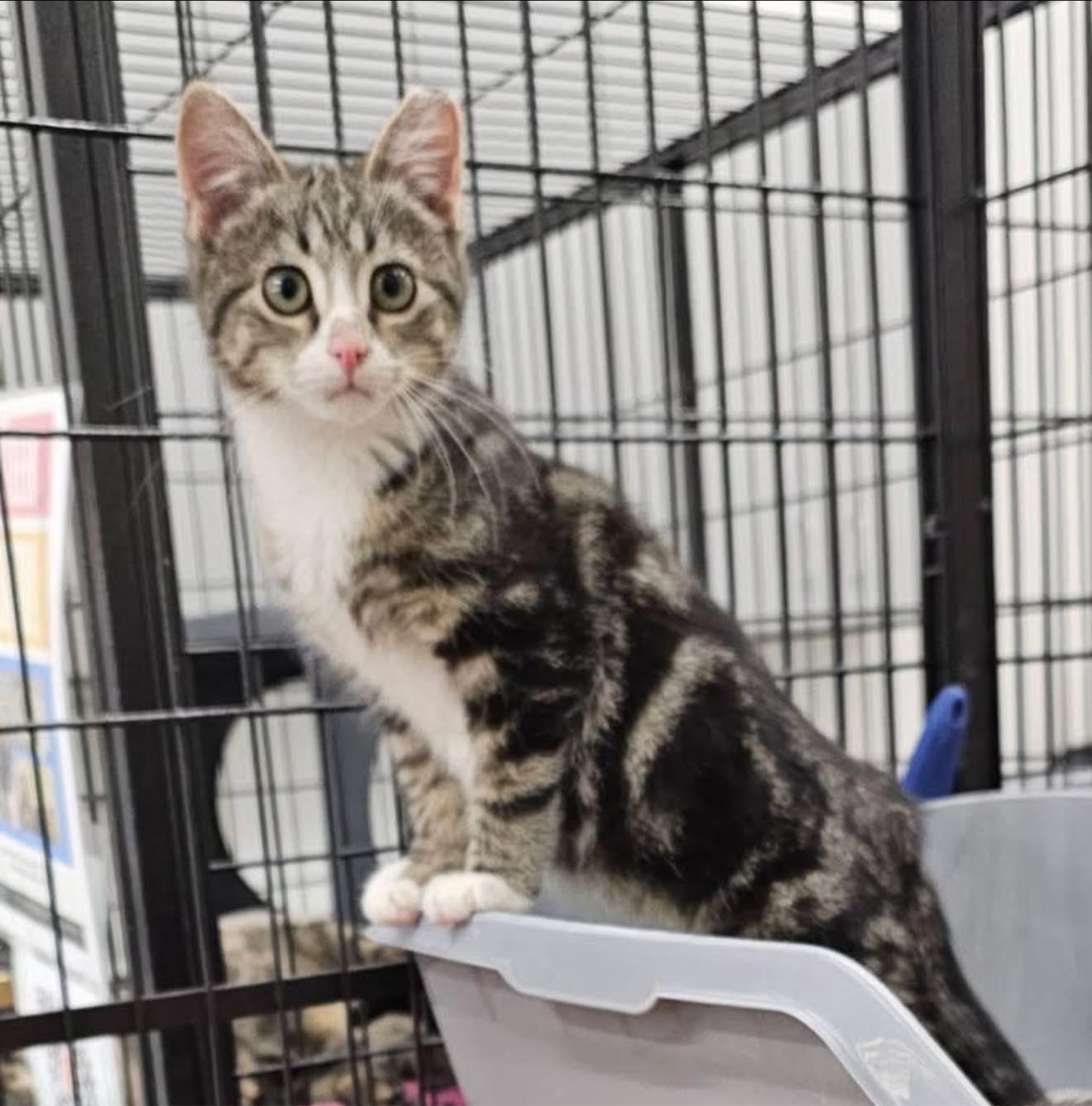 Enlarge Alden, an adopted Domestic Short Hair in Cleveland, OH image 4/6