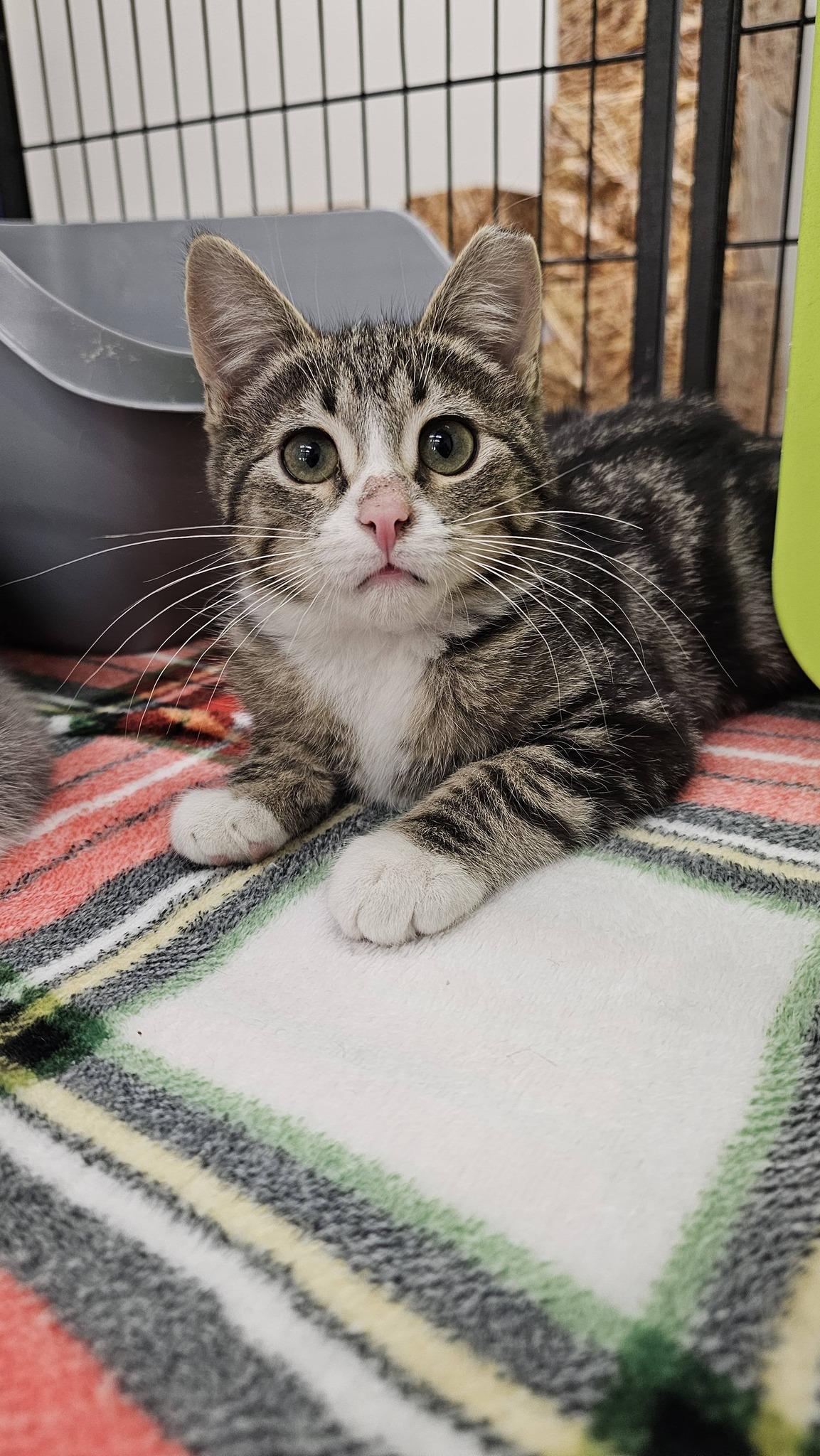 Enlarge Alden, an adopted Domestic Short Hair in Cleveland, OH image 5/6