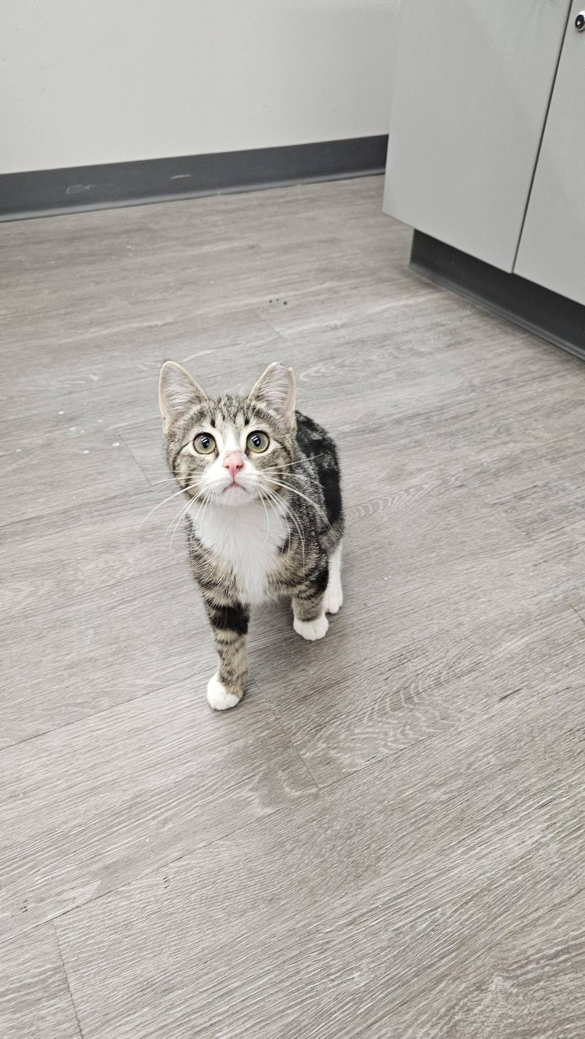 Enlarge Alden, an adopted Domestic Short Hair in Cleveland, OH image 6/6