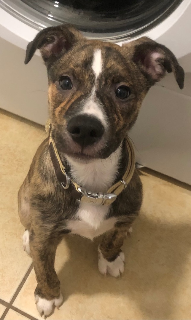 Ruger photo 1