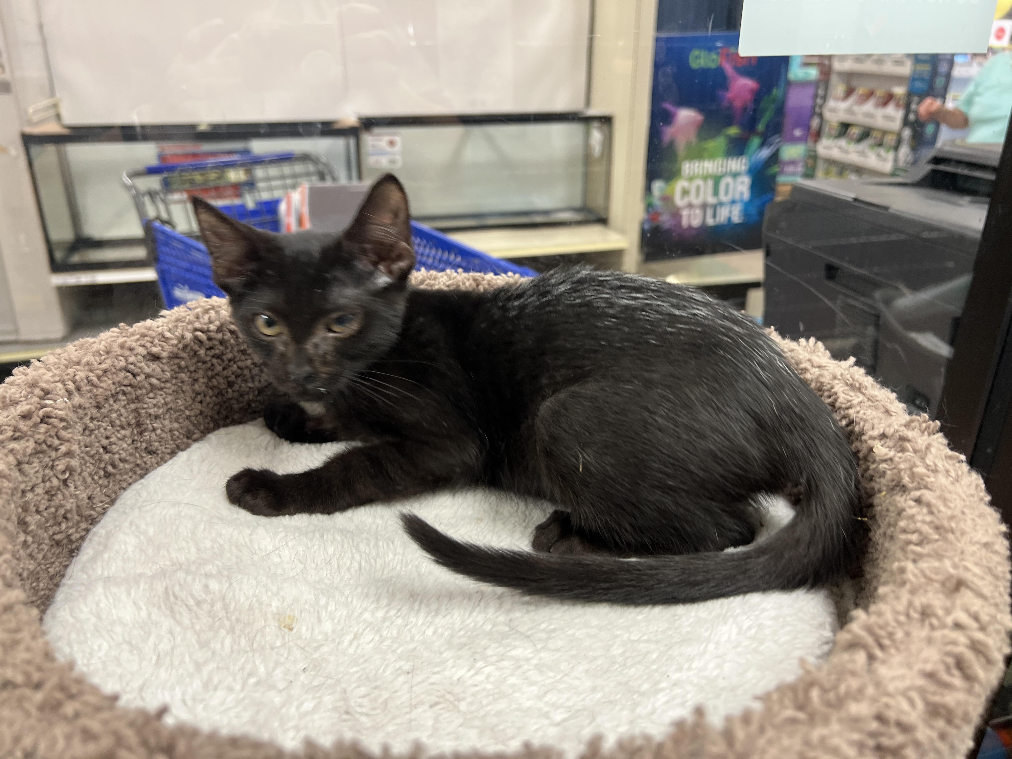 Enlarge Blackberry, a Adoptable mixed breed in Palmetto, FL image 1/2