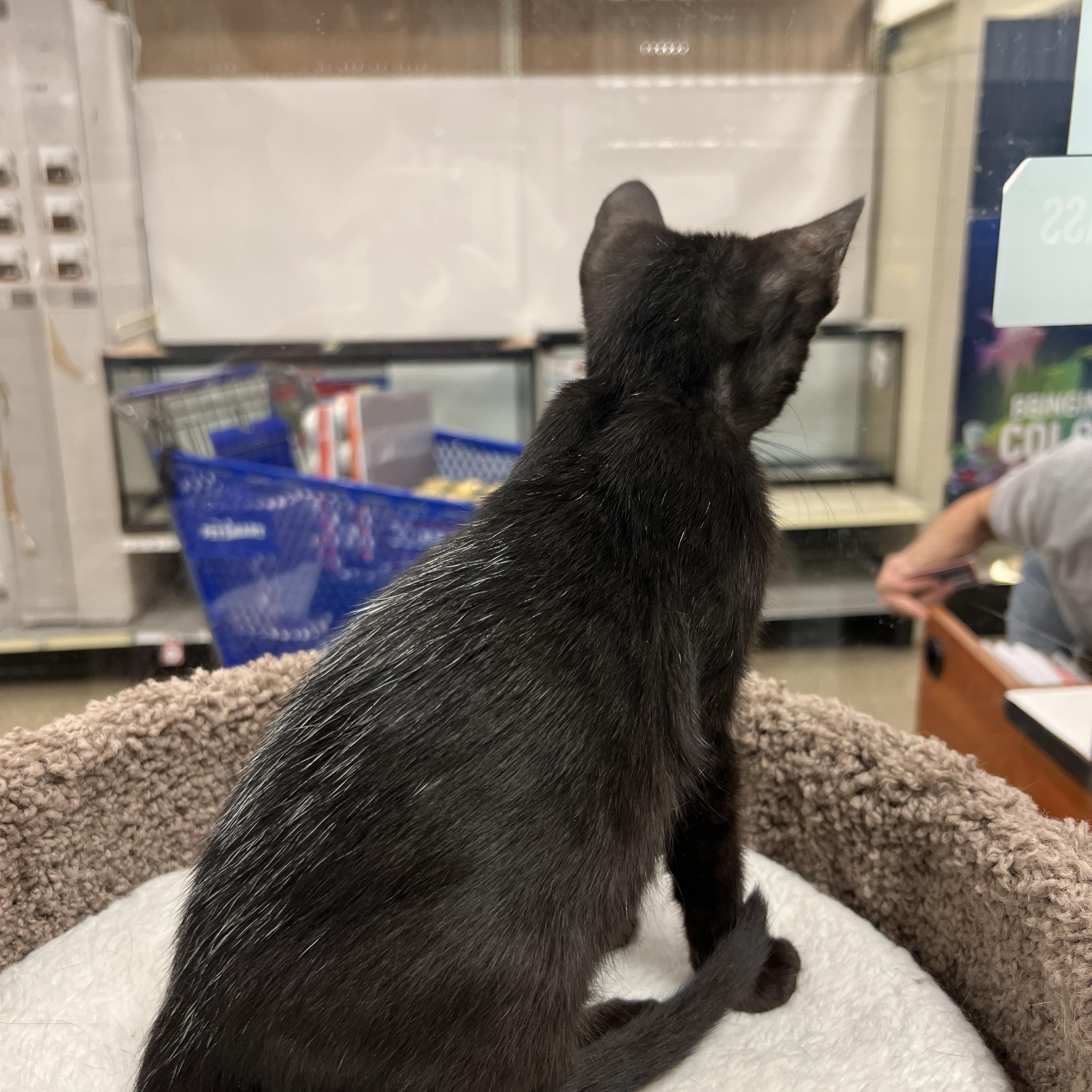 Enlarge Blackberry, a Adoptable mixed breed in Palmetto, FL image 2/2