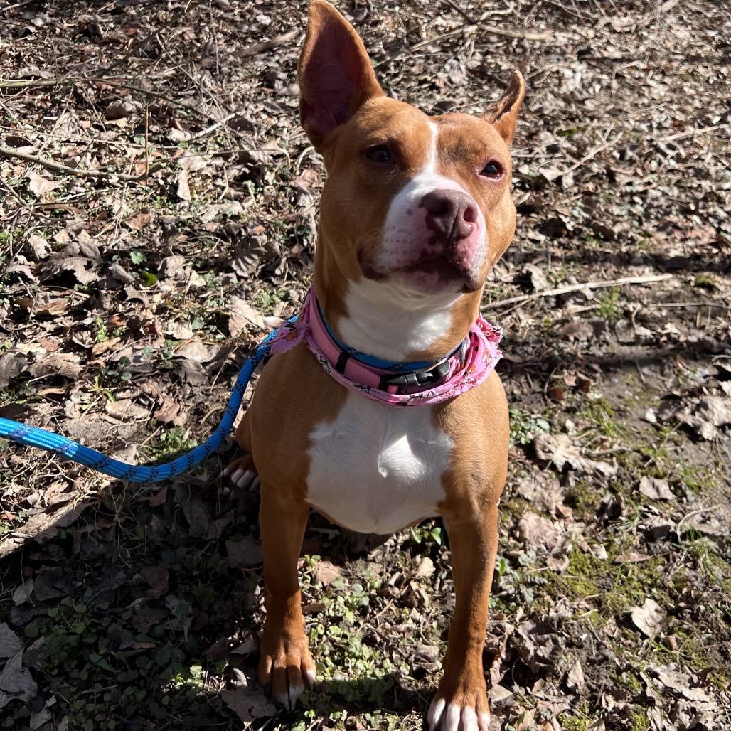 Nellie, Adoptable, Adult Female Pit Bull Terrier.