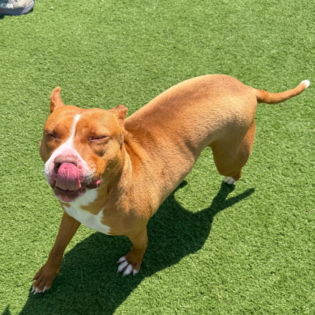 Nellie, Adoptable, Adult Female Pit Bull Terrier.