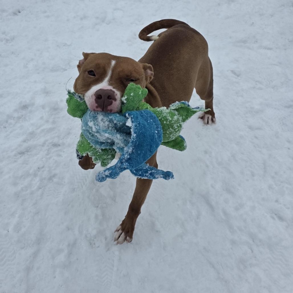 Nellie, Adoptable, Adult Female Pit Bull Terrier.