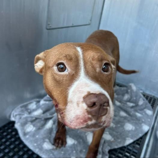 Enlarge Nellie, a Adoptable mixed breed in Bristol, IN image 2/6