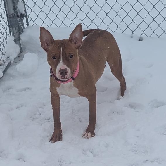 Enlarge Nellie, a Adoptable mixed breed in Bristol, IN image 3/6