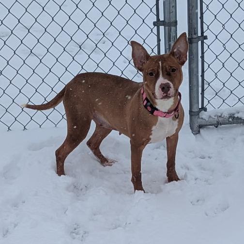 Enlarge Nellie, a Adoptable mixed breed in Bristol, IN image 2/6