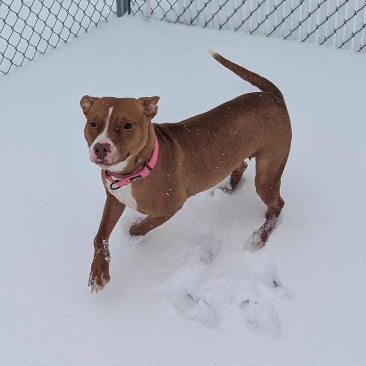 Enlarge Nellie, a Adoptable mixed breed in Bristol, IN image 4/6