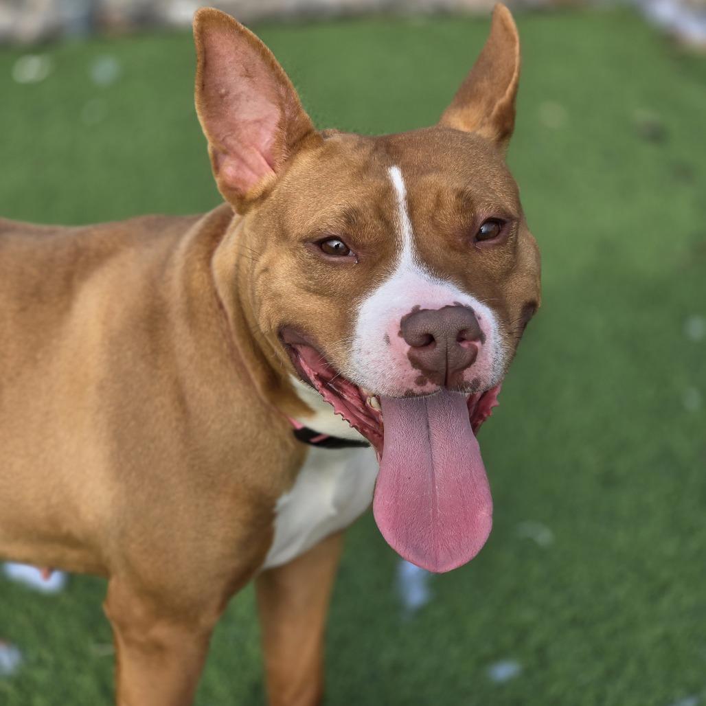 Enlarge Nellie, a Adoptable mixed breed in Bristol, IN image 4/6