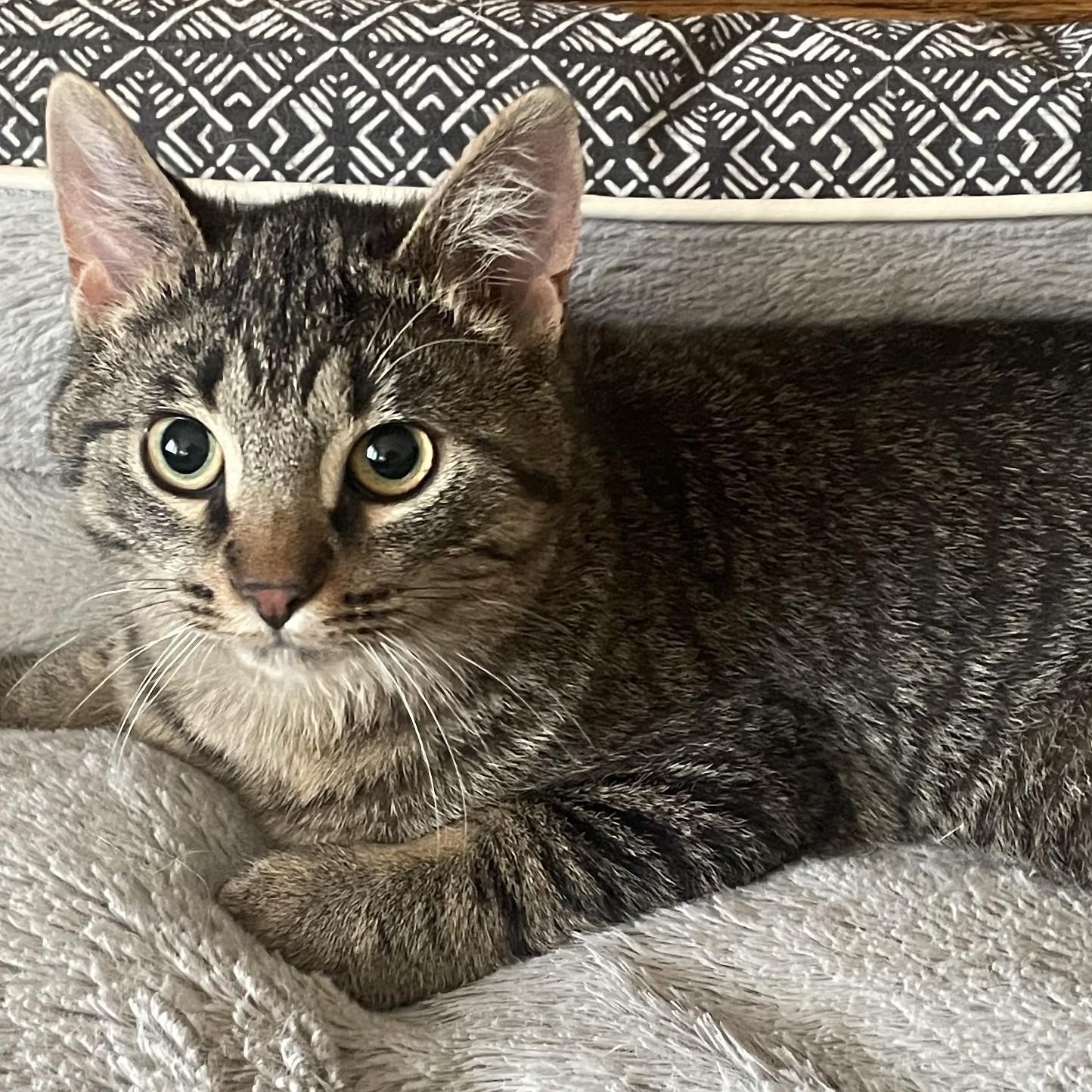 Enlarge Merlin, an adopted Domestic Short Hair in Avon, NY image 1/2