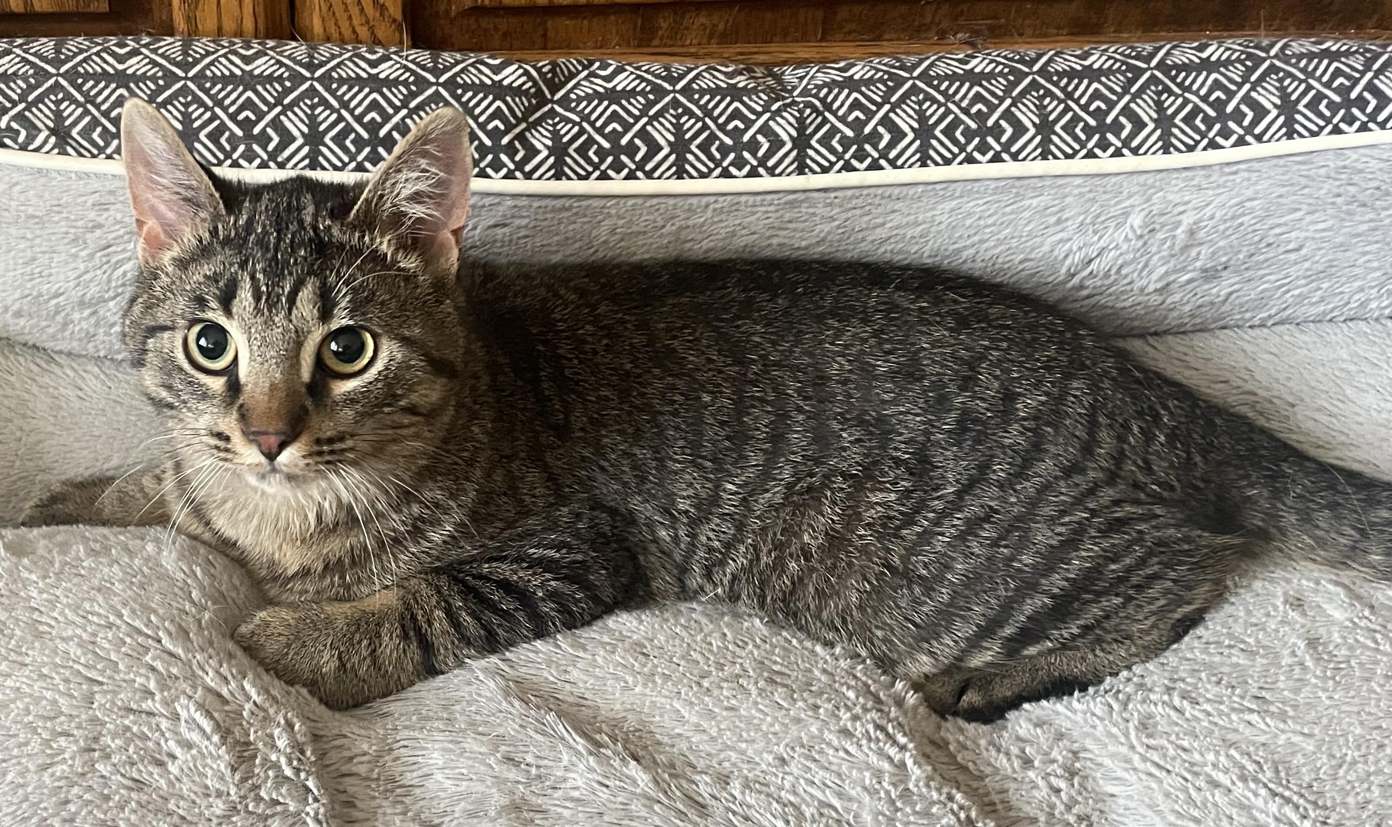 Enlarge Merlin, an adopted Domestic Short Hair in Avon, NY image 2/2