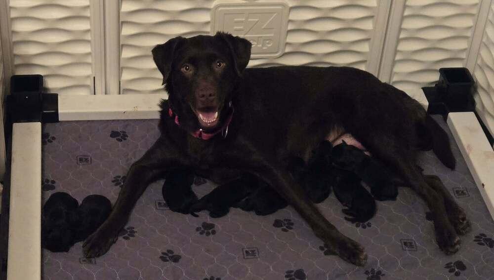 Chase / Queso, Adoptable, Puppy Male Labrador Retriever & Mixed Breed.