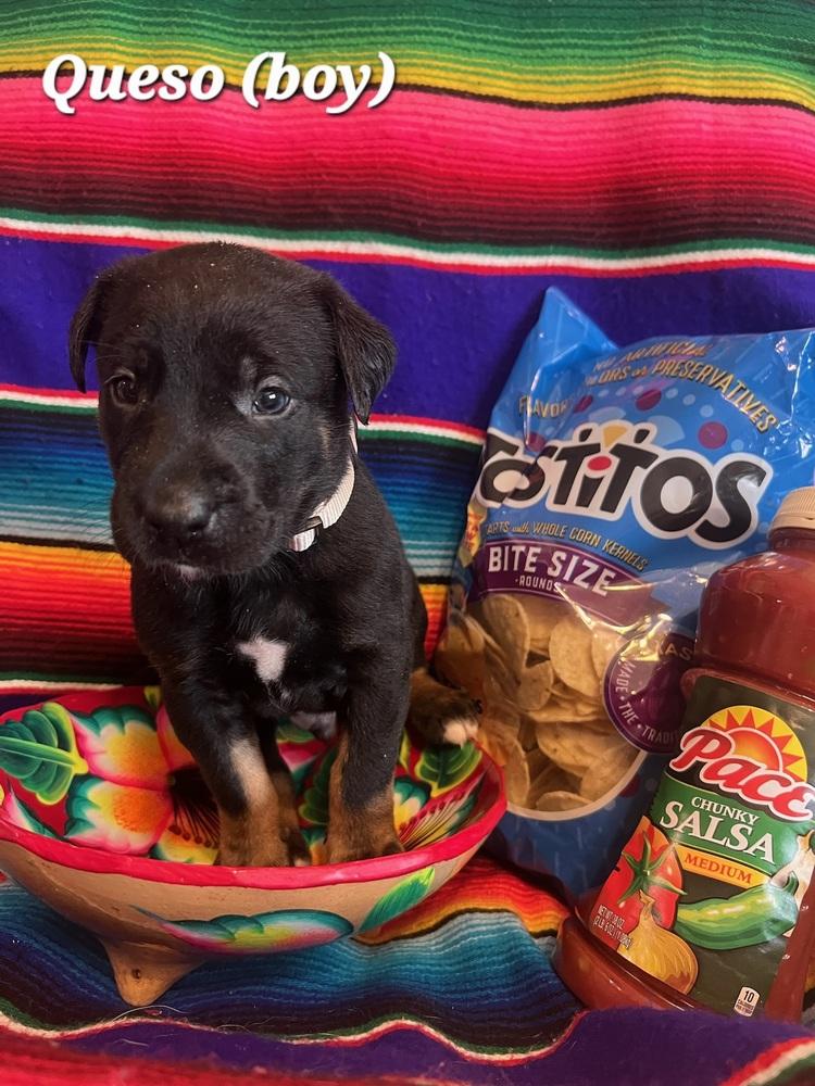 Enlarge Chase / Queso, a Adoptable mixed breed in Broomfield, CO image 2/3