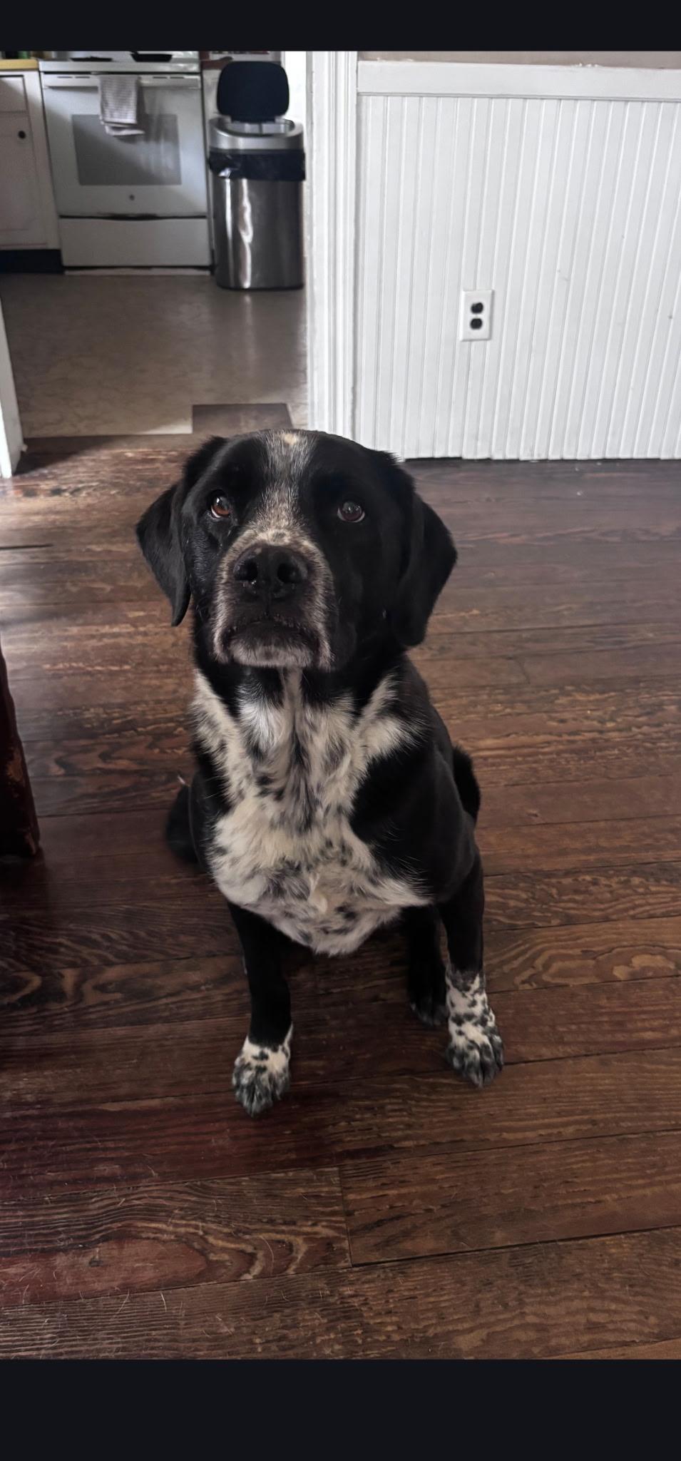 Marley, Adoptable, Senior Male Mixed Breed & Cocker Spaniel.