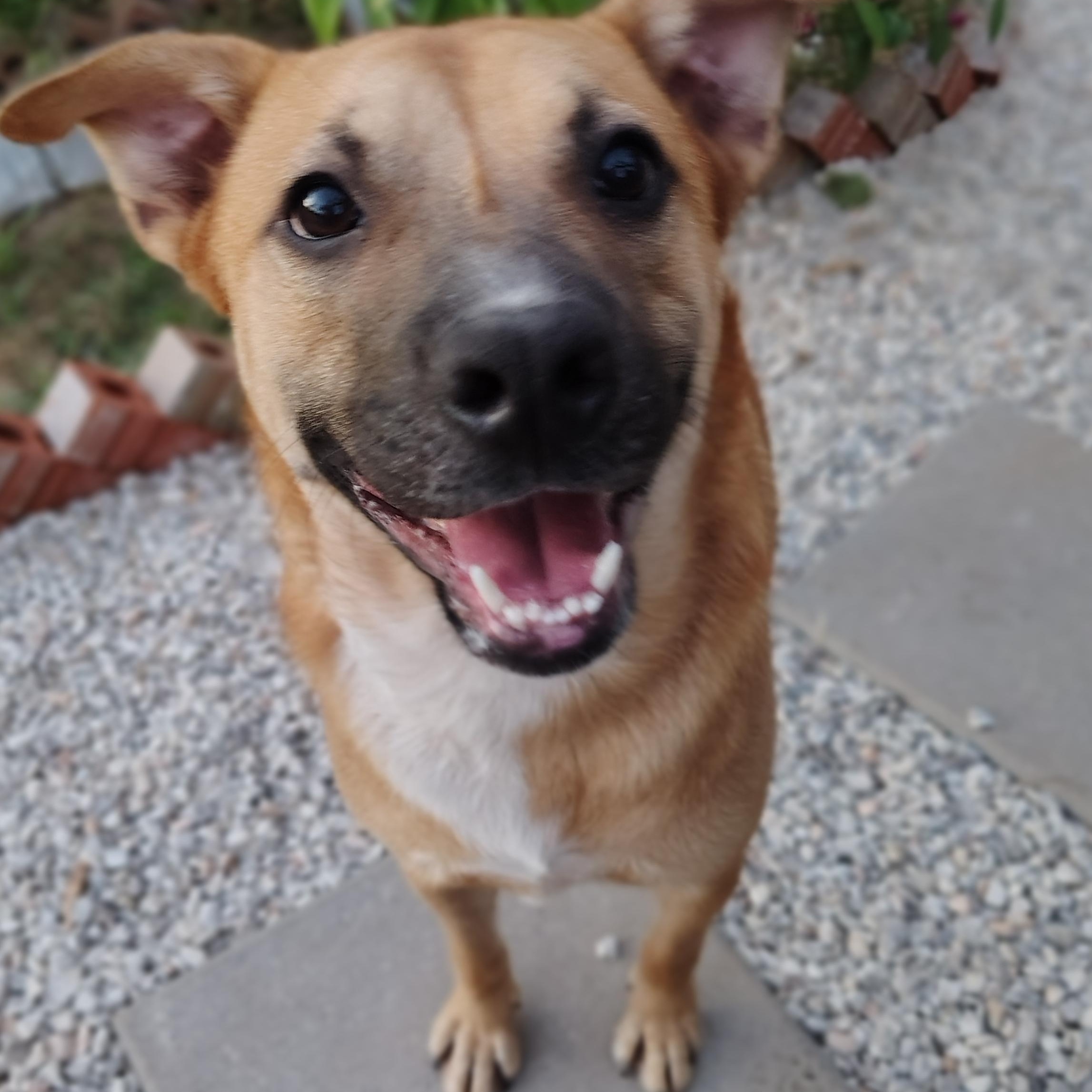 Zack, Adoptable, Young Male Australian Shepherd.