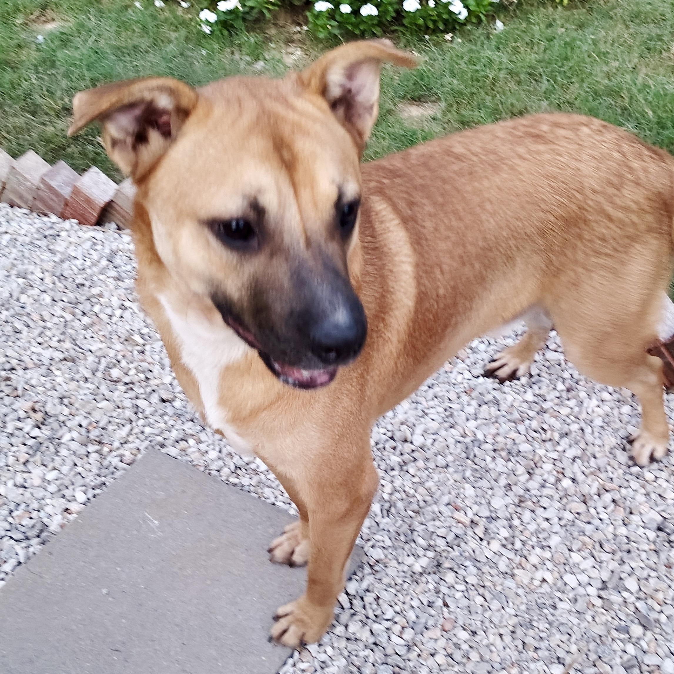 Zack, a Adoptable mixed breed in Jay, NY image 3/4