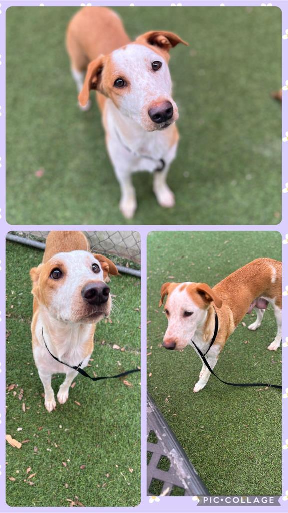 Enlarge CHARLOTTE, a Adoptable mixed breed in San Antonio, TX image 1/1