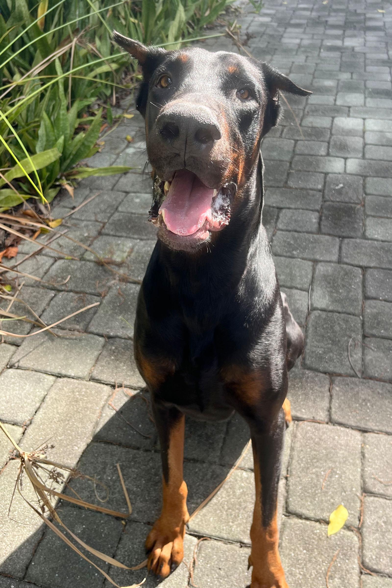 Dom 3501, a Adoptable Doberman Pinscher in Oakland Park, FL image 2/2