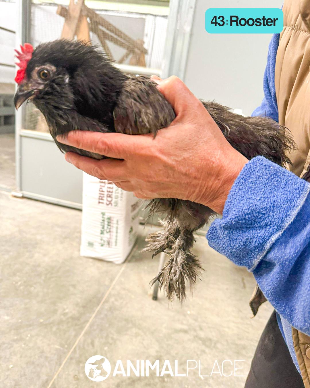 Enlarge Ron, a Adoptable Chicken in Petaluma, CA image 1/1