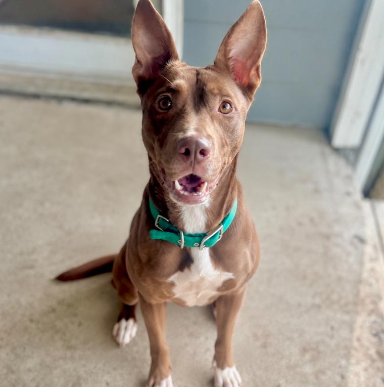 Hershey, ADOPTABLE, Adult Female Australian Cattle Dog / Blue Heeler & Mixed Breed.