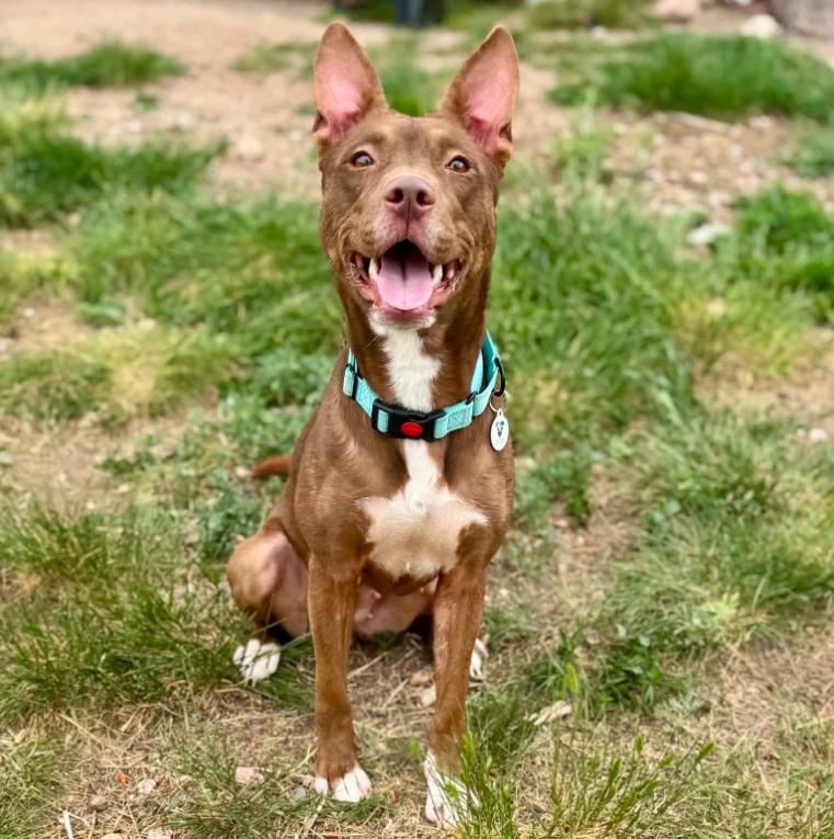 Hershey, ADOPTABLE, Adult Female Australian Cattle Dog / Blue Heeler & Mixed Breed.