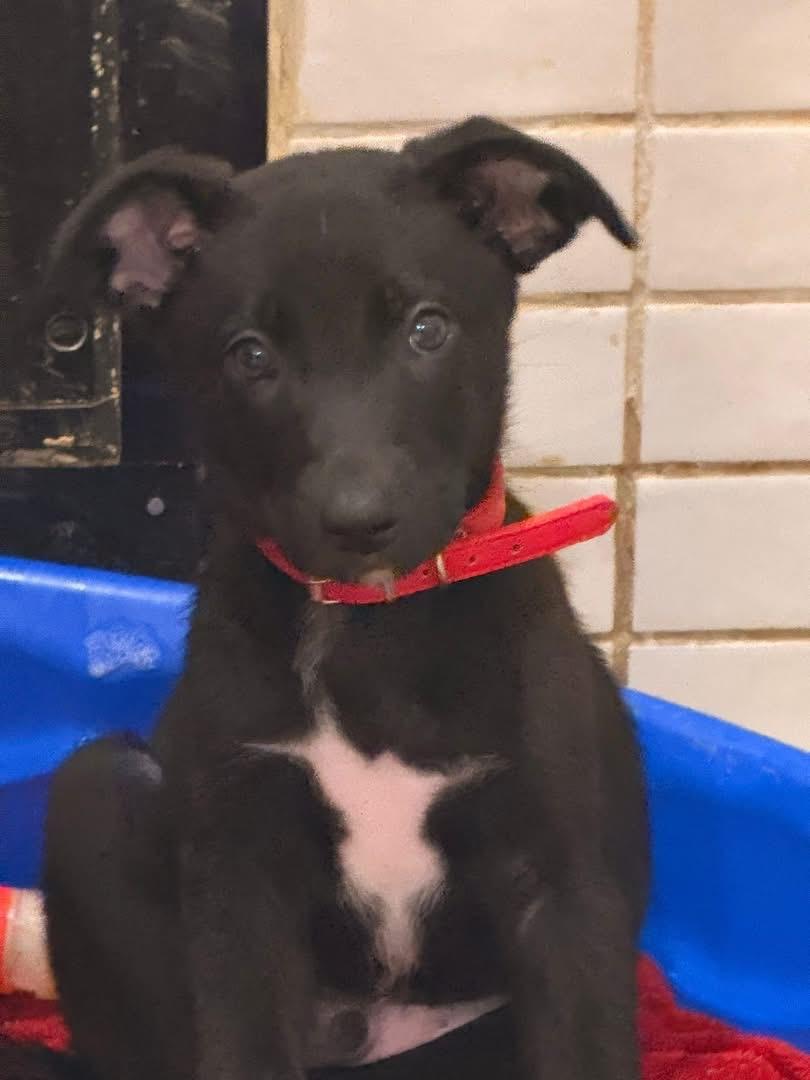 Derby (KY Derby litter), an adopted mixed breed in Mount Juliet, TN image 1/2