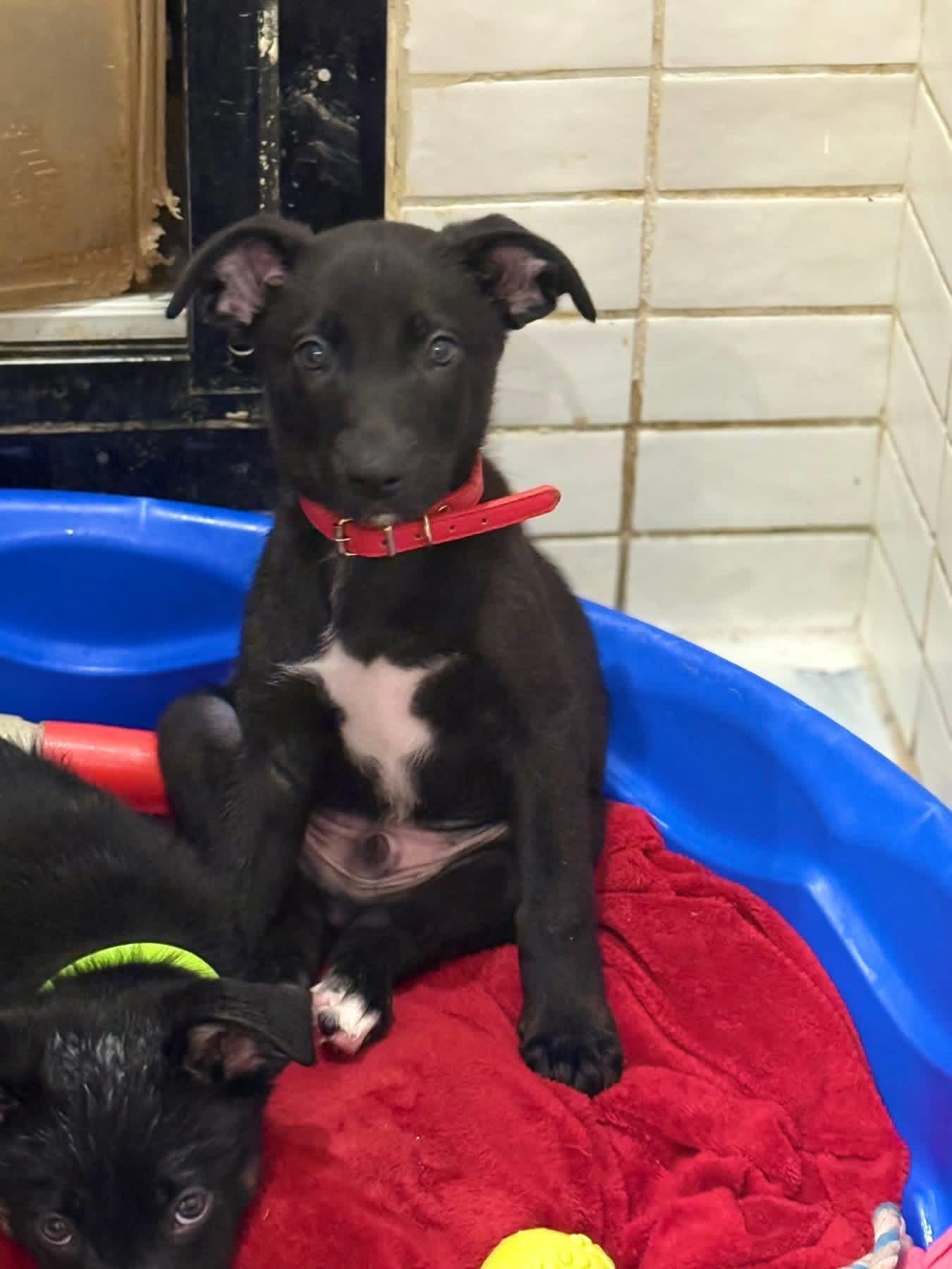 Derby (KY Derby litter), an adopted mixed breed in Mount Juliet, TN image 2/2
