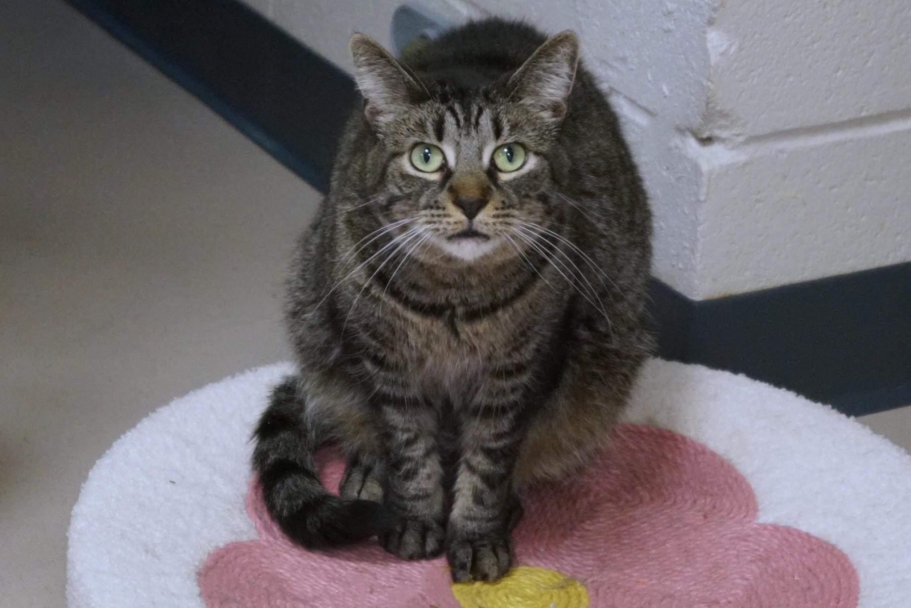 Enlarge Bodhi, a Adoptable mixed breed in New Milford, CT image 2/6