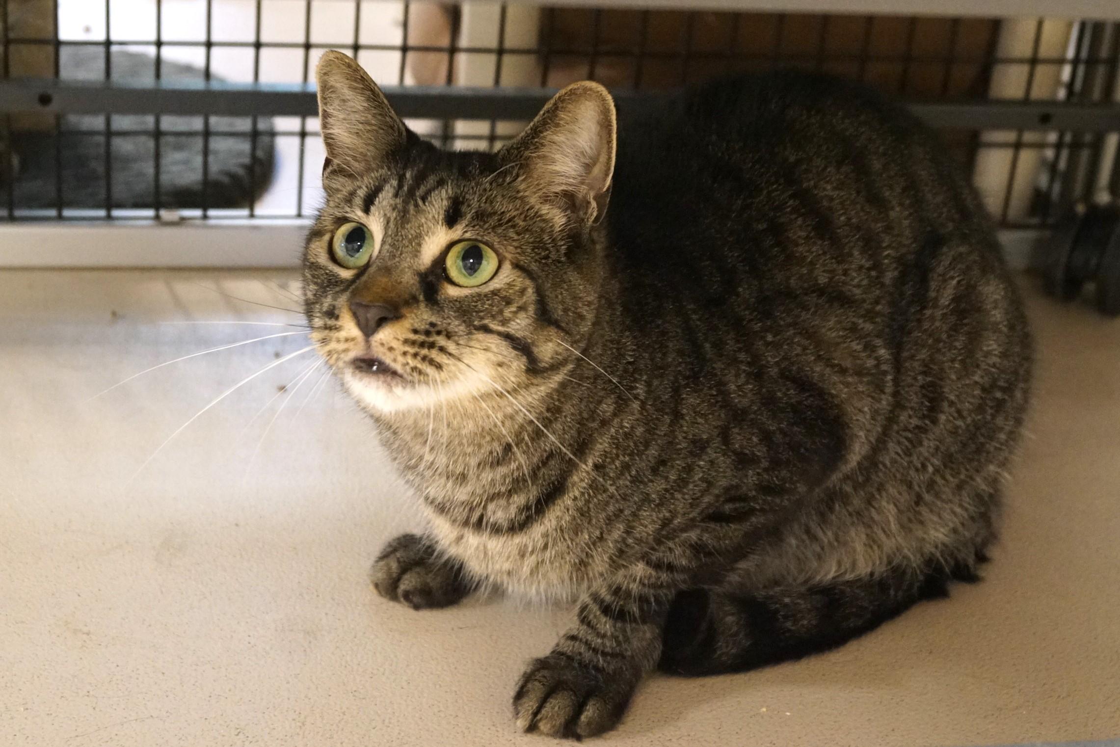 Bodhi, a Adoptable mixed breed in New Milford, CT image 2/6